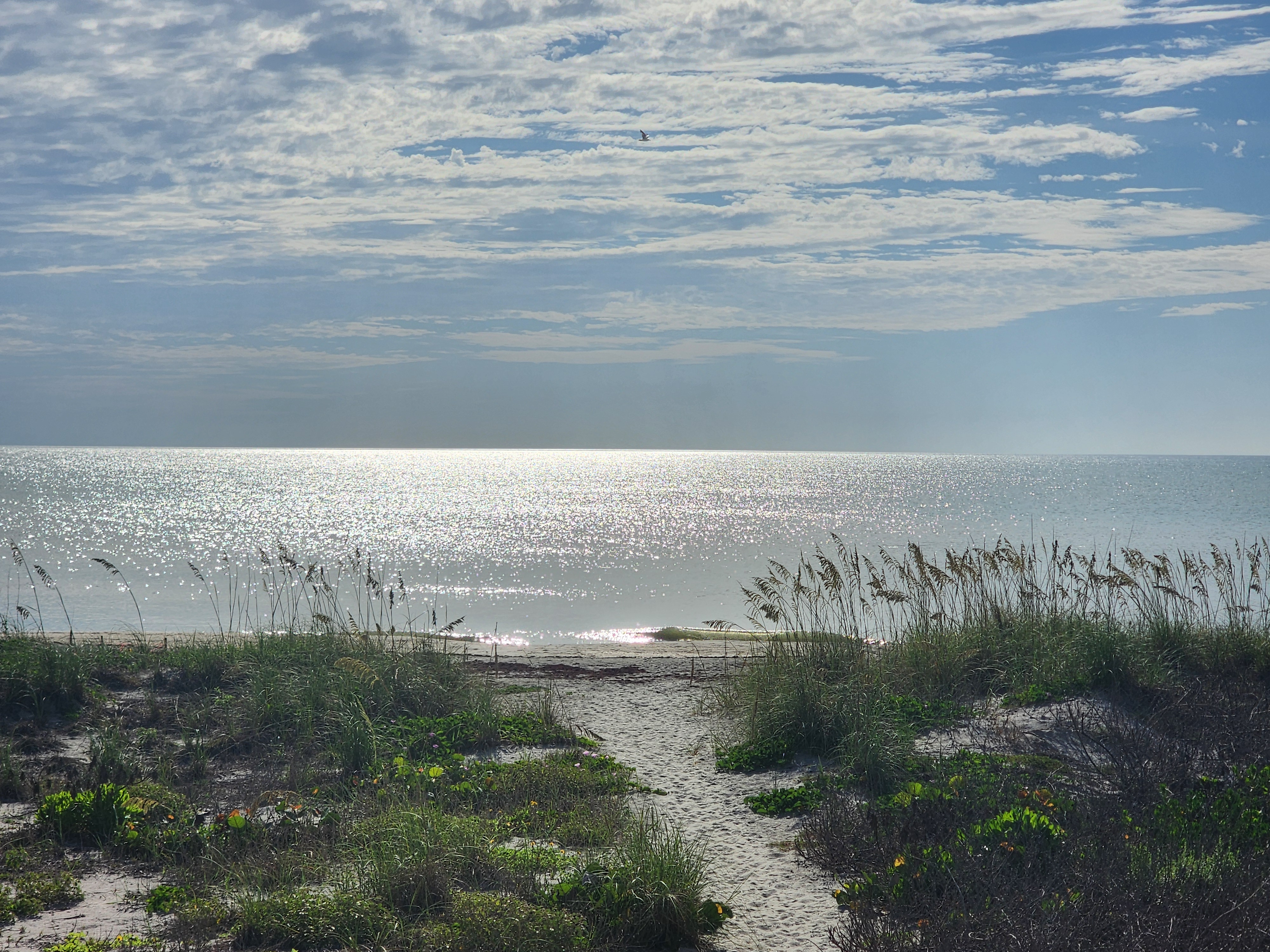 Flat calm ocean with a single small crumbling shorebreak wave behind dune vegetation on a hazy summer morning