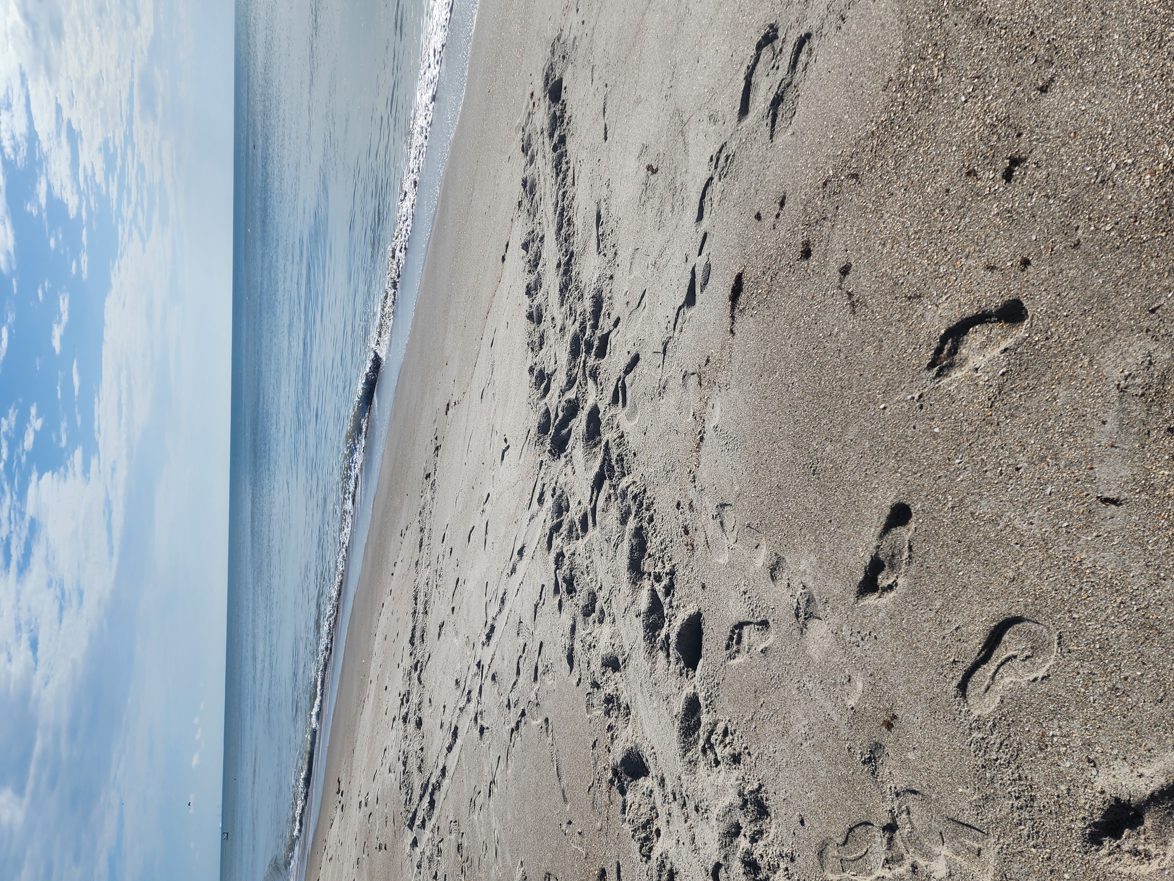 Fresh sea turtle crawl track winding up the beach toward the dune line and beachfront condos, summer nesting season