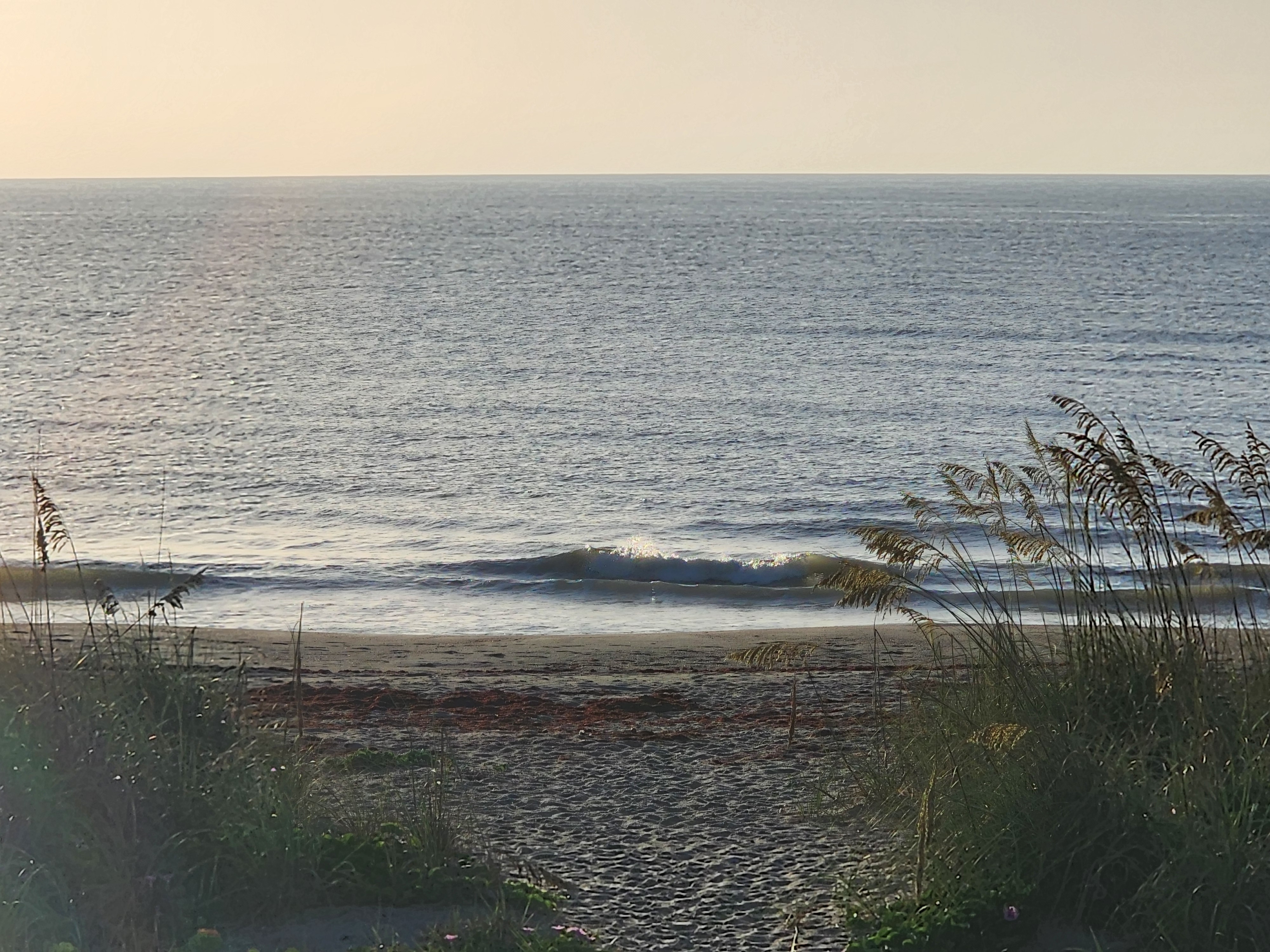 Small wave peeling at the shoreline framed by sea oats in golden morning light at South Cocoa Beach