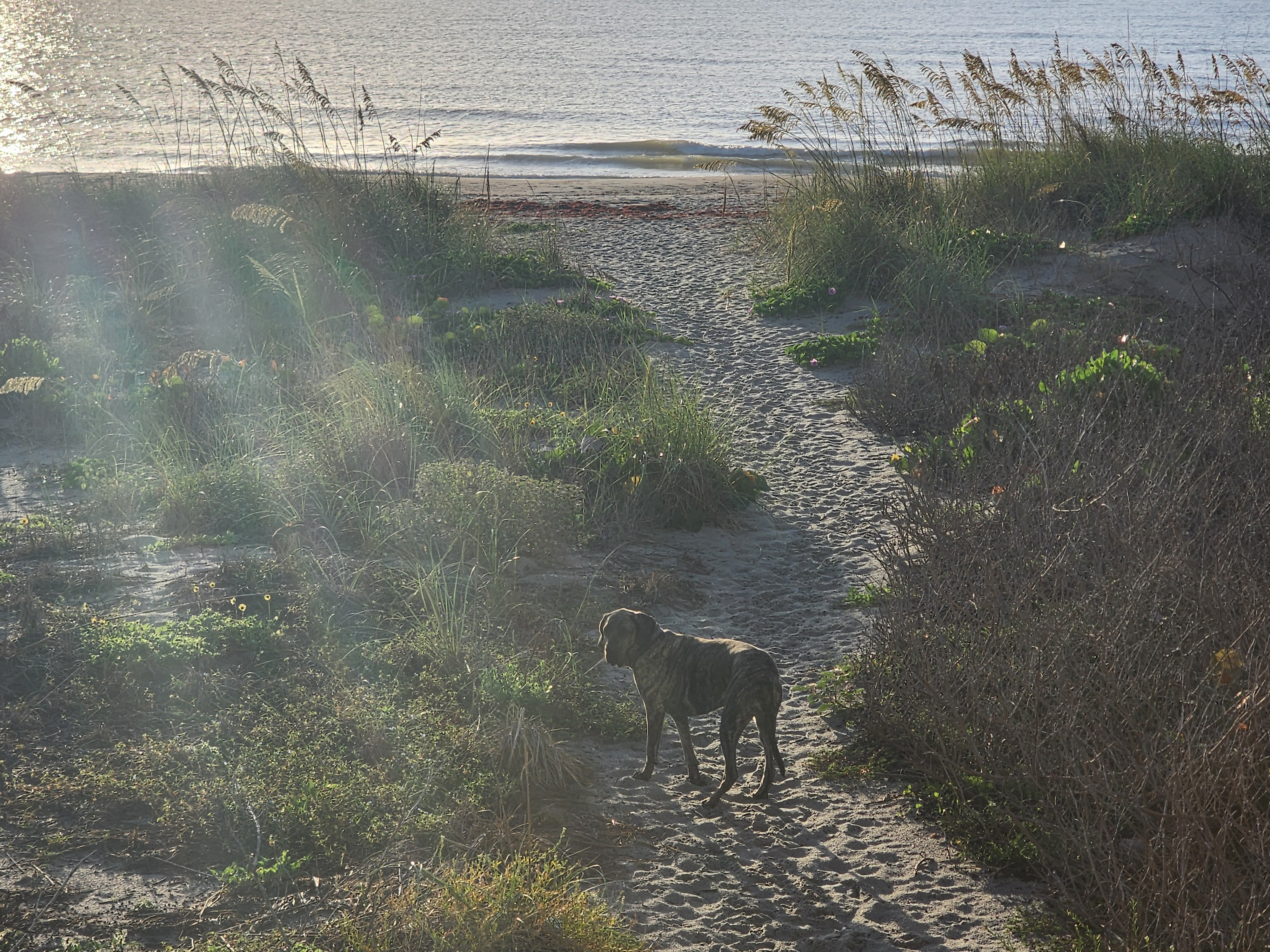 Athena the brindle surf dog on the dune path down to the water through beach grass and morning glories