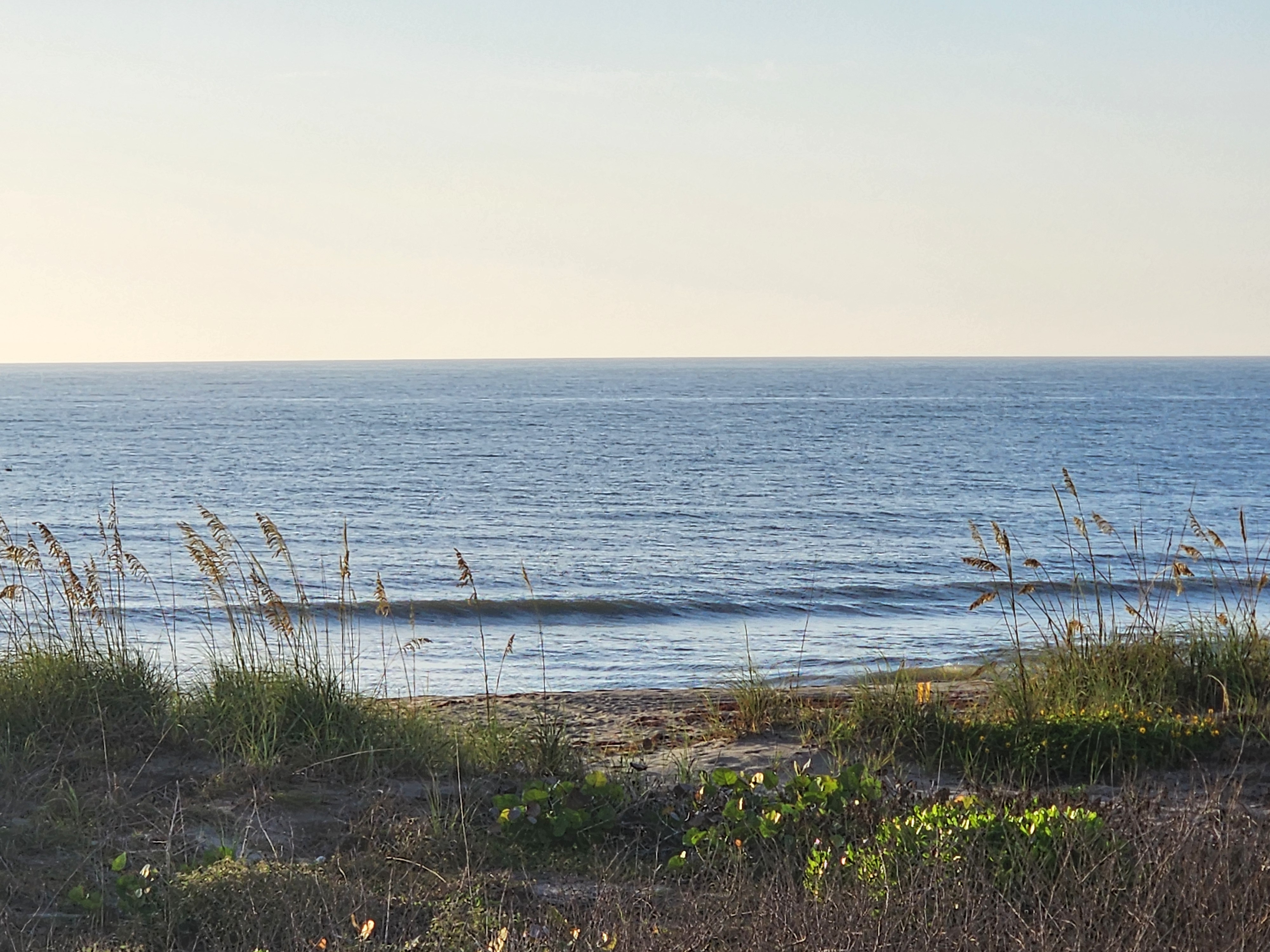 Calm morning lineup seen through sea oats and dune vegetation at 31st Street