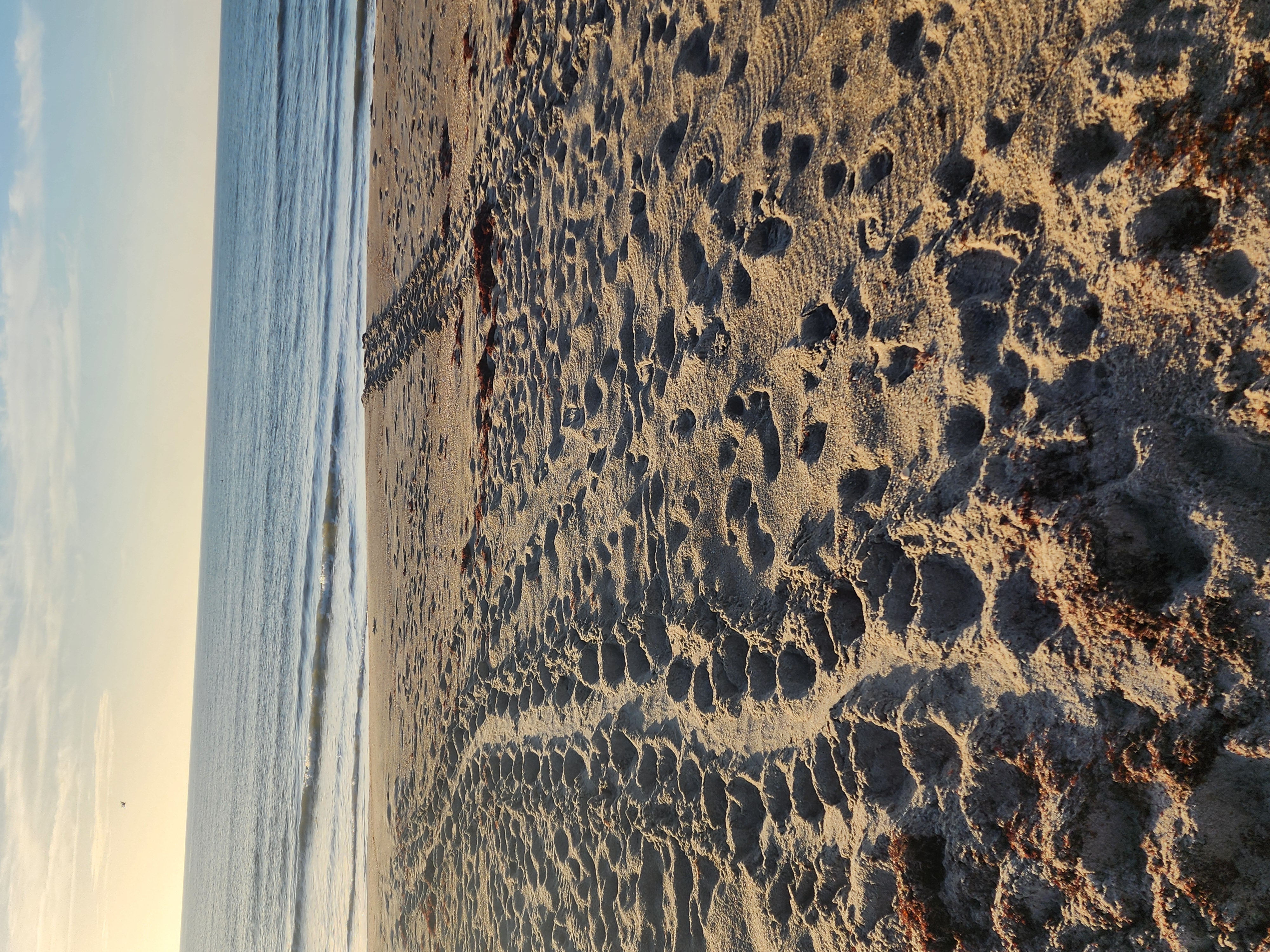 Multiple sea turtle nest crawls tracking across the sand to the surf line