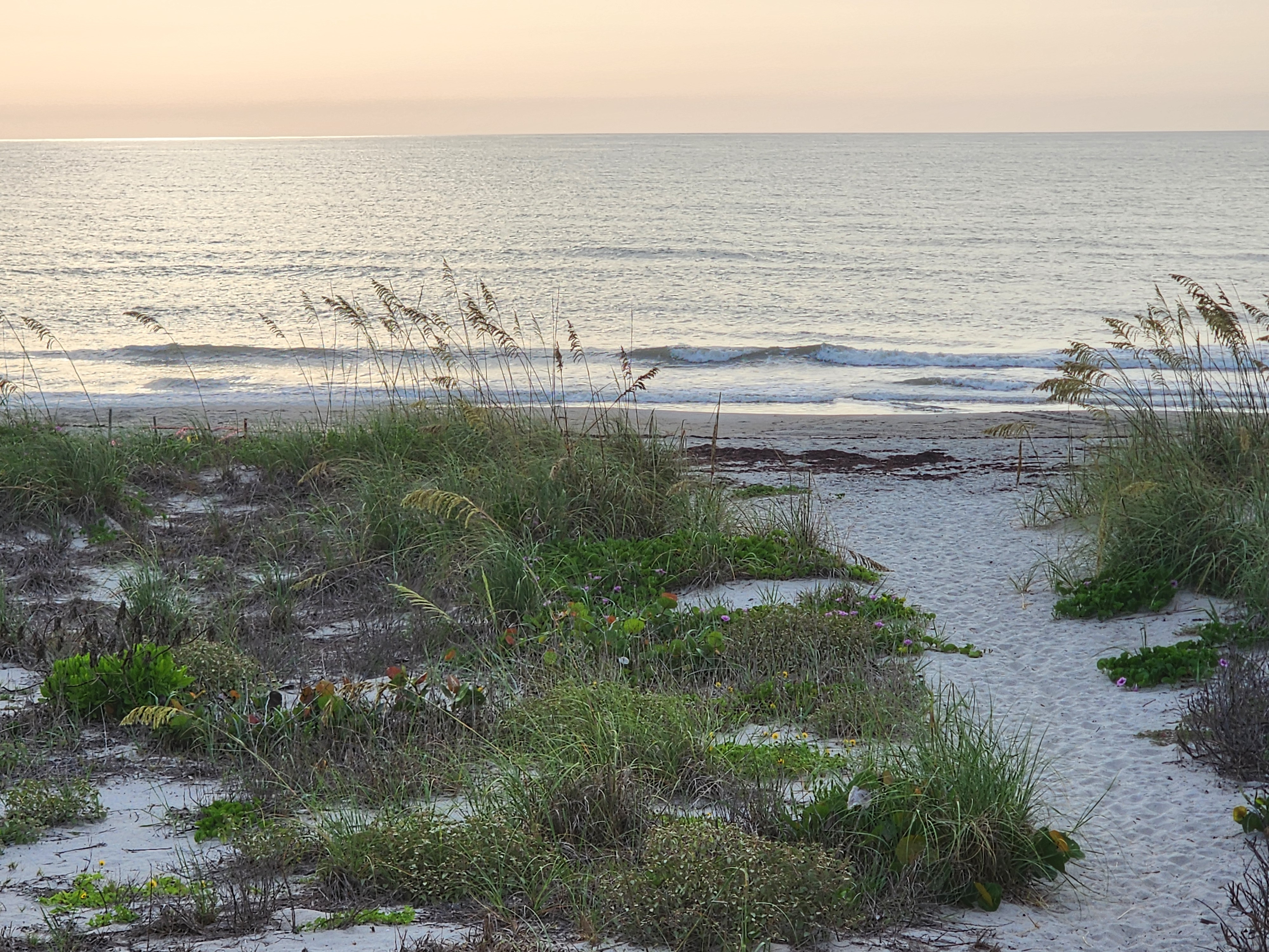 Sunrise view through sea oats and beach morning glory at Picnic Tables, South Cocoa Beach, with small clean waves breaking nearshore at low tide.