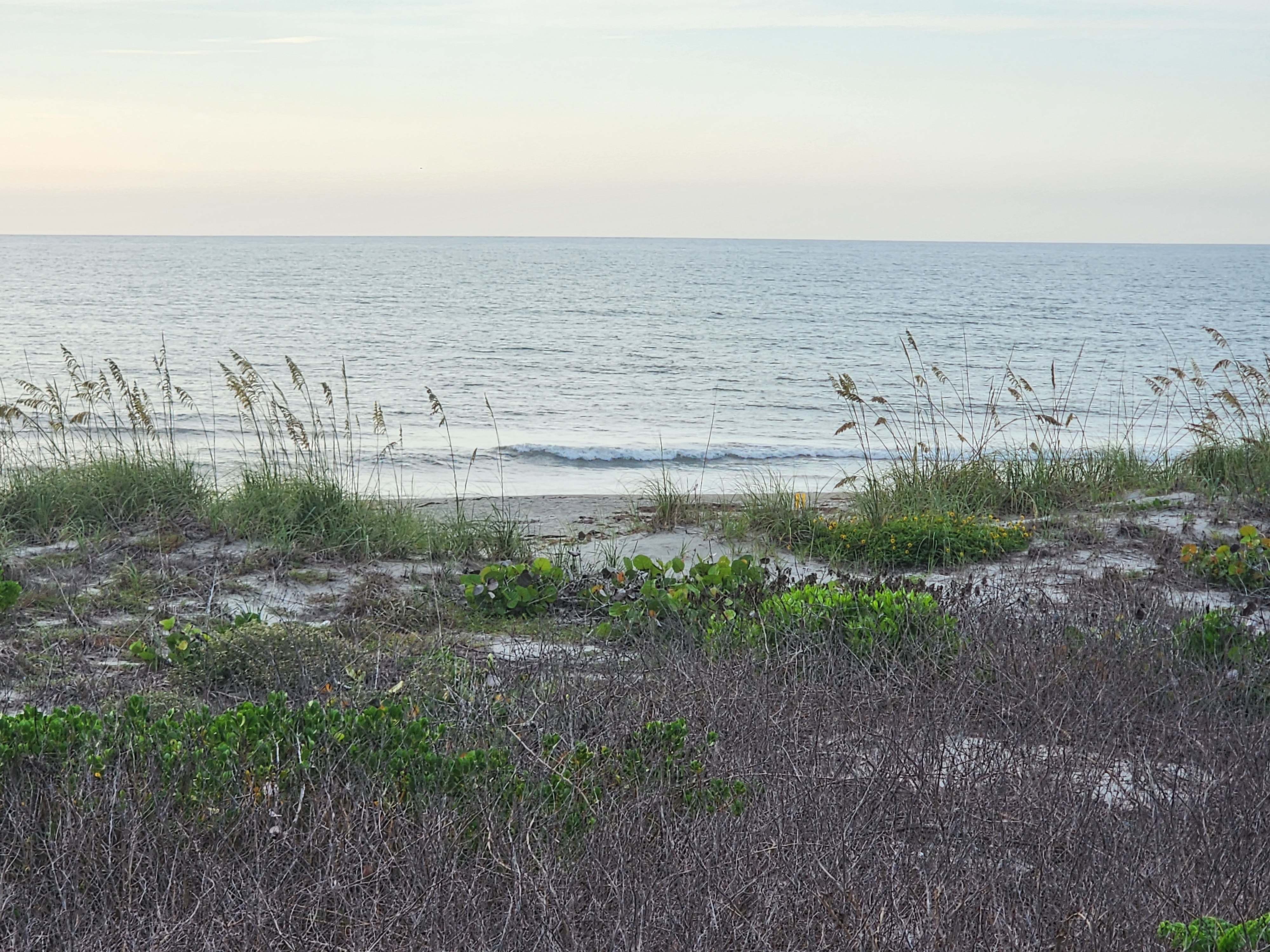 Calm glassy ocean and light surf seen over the dune vegetation at 31st Street, South Cocoa Beach, early morning under a pale sky.