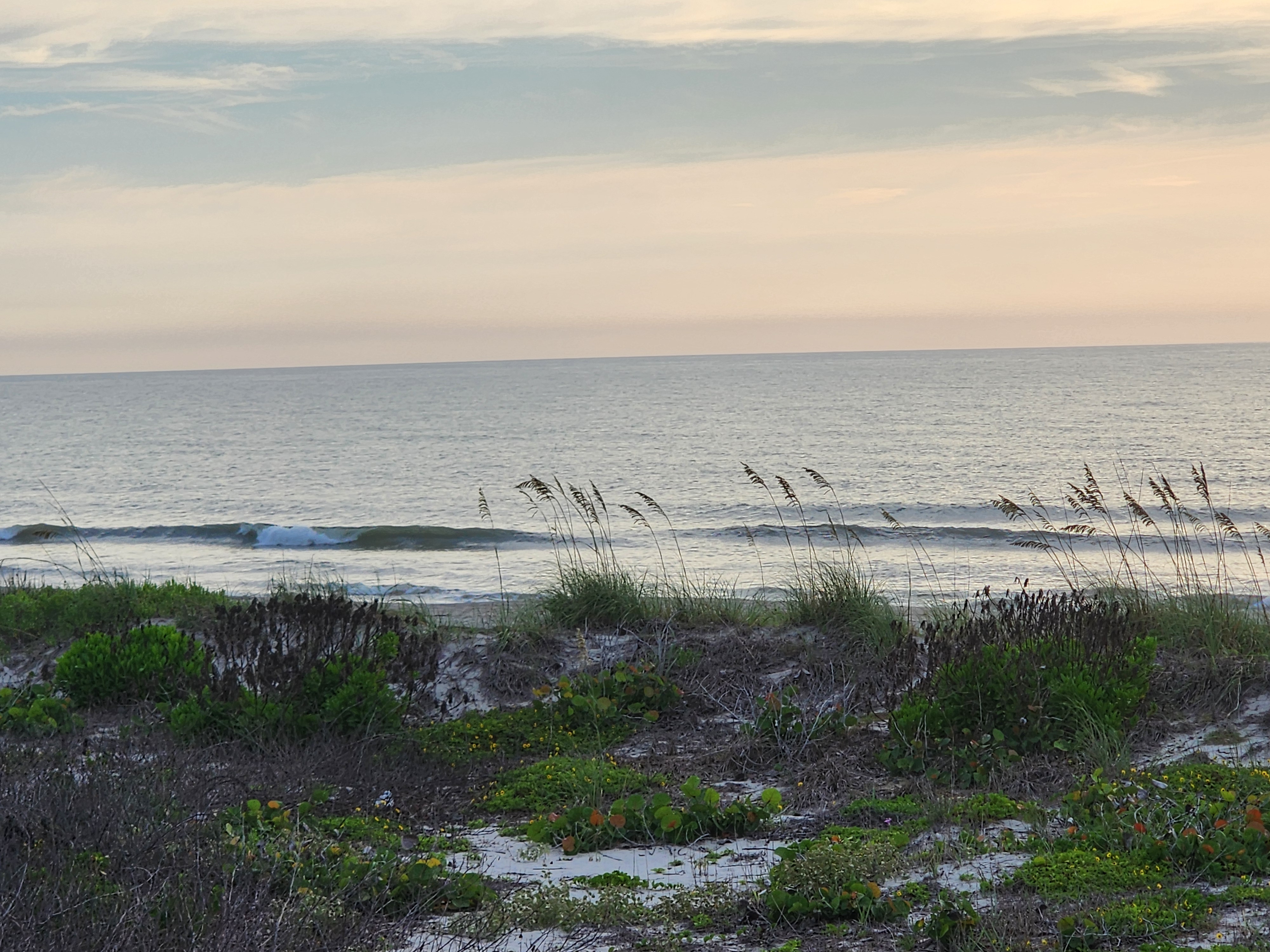 Small clean peeling waves at South Cocoa Beach framed by sea oats and dune plants, light offshore-trending SSE wind conditions.
