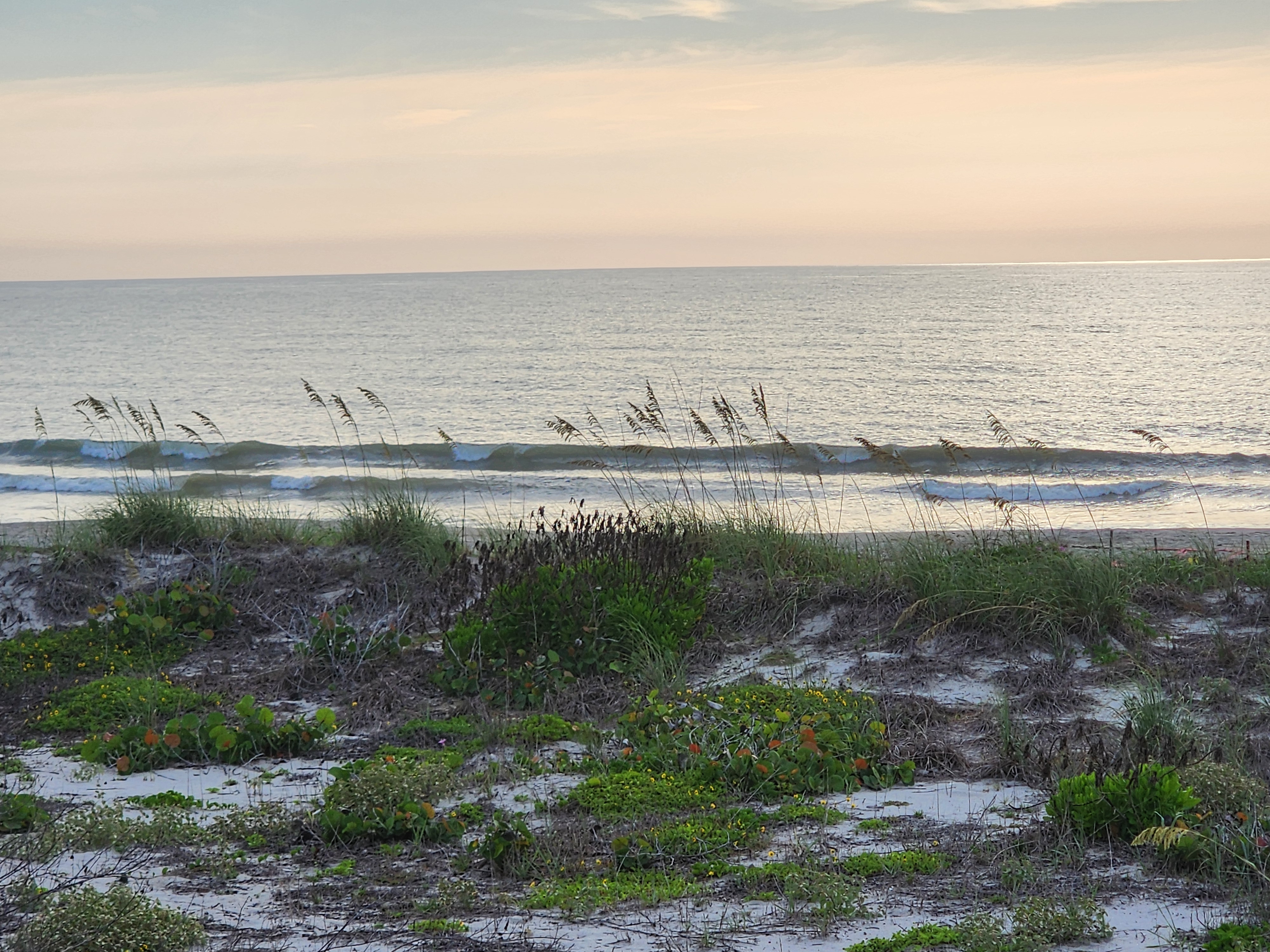 Knee-high crumbling waves breaking along the shoreline at Picnic Tables, sea oats in the foreground at sunrise.