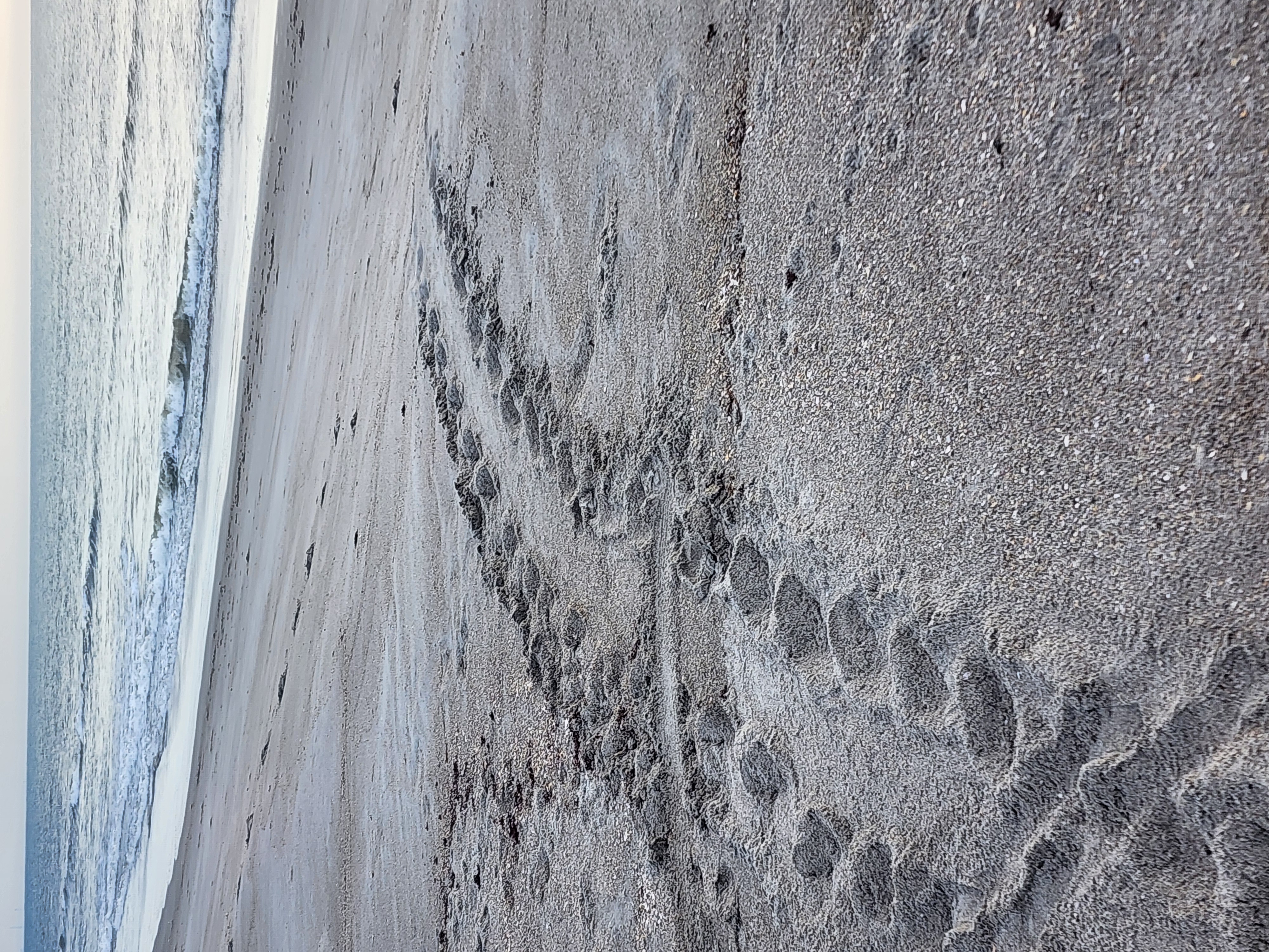 Fresh sea turtle crawl tracks in the sand leading from the dune to the water at South Cocoa Beach during nesting season.