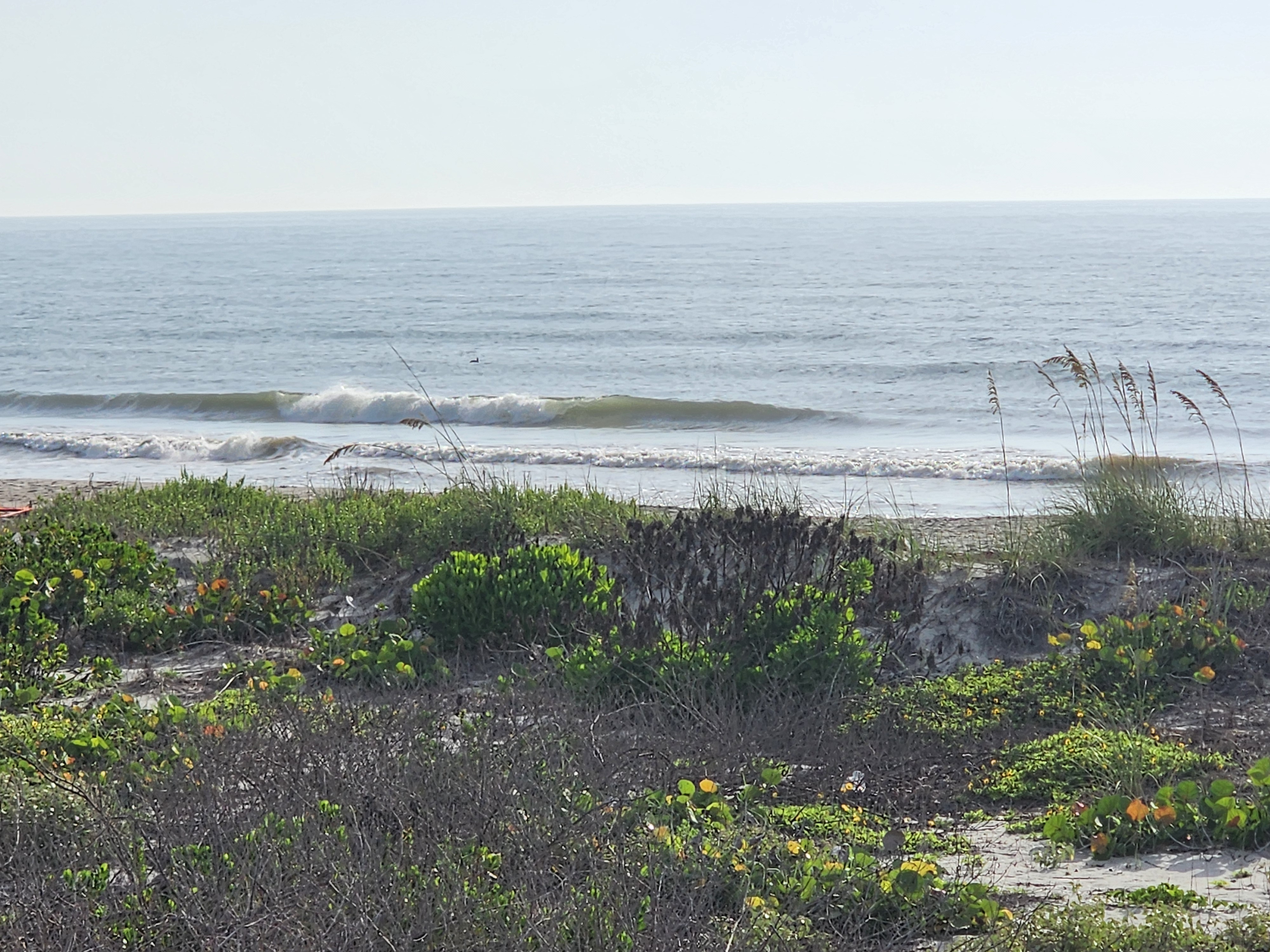 Small clean wave peeling toward shore at low tide, framed by sea oats and dune morning glories at Picnic Tables, South Cocoa Beach