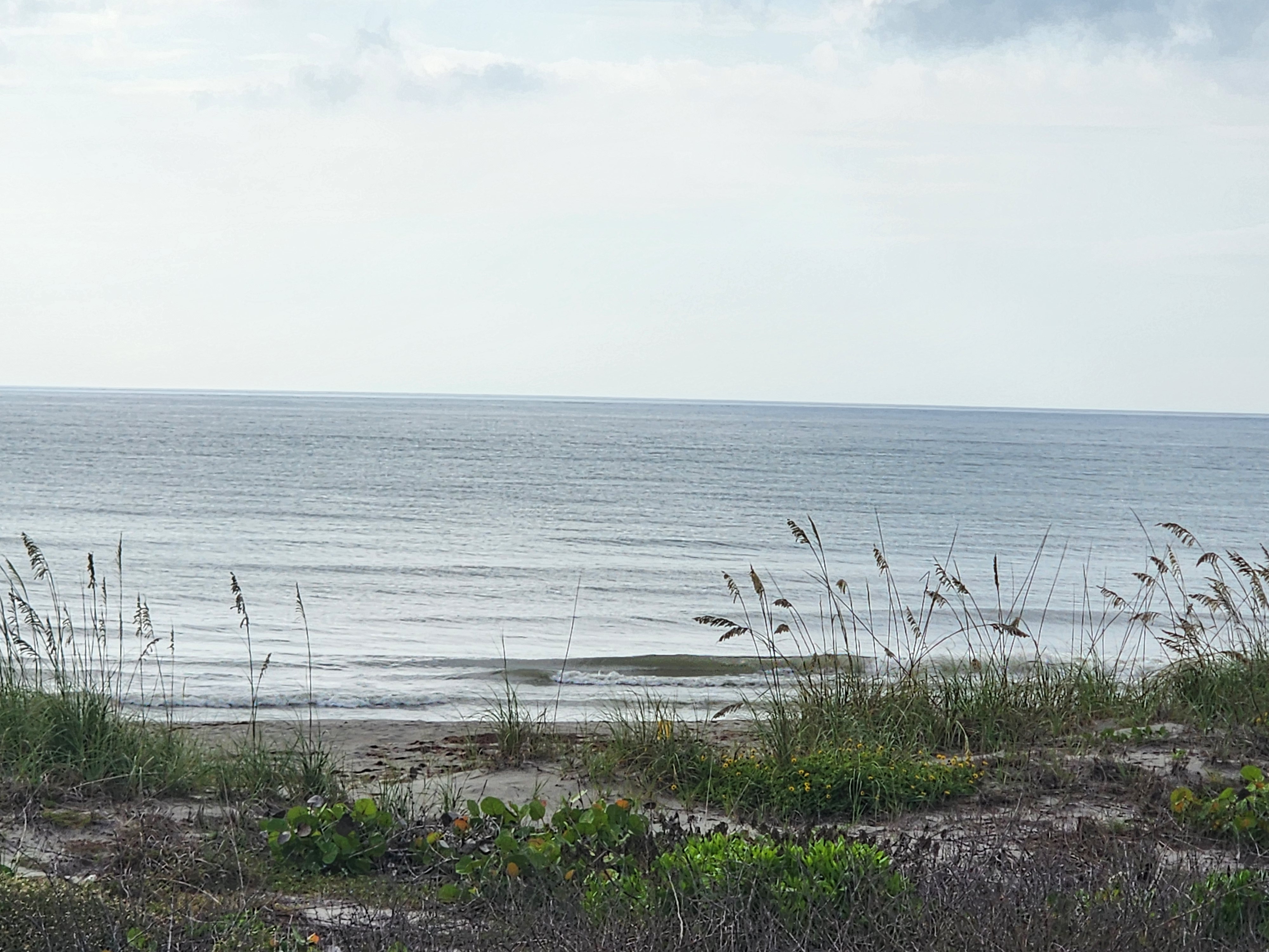 Dune vegetation and sea oats with yellow wildflowers in the foreground, calm ocean and a small clean wave under a bright overcast sky