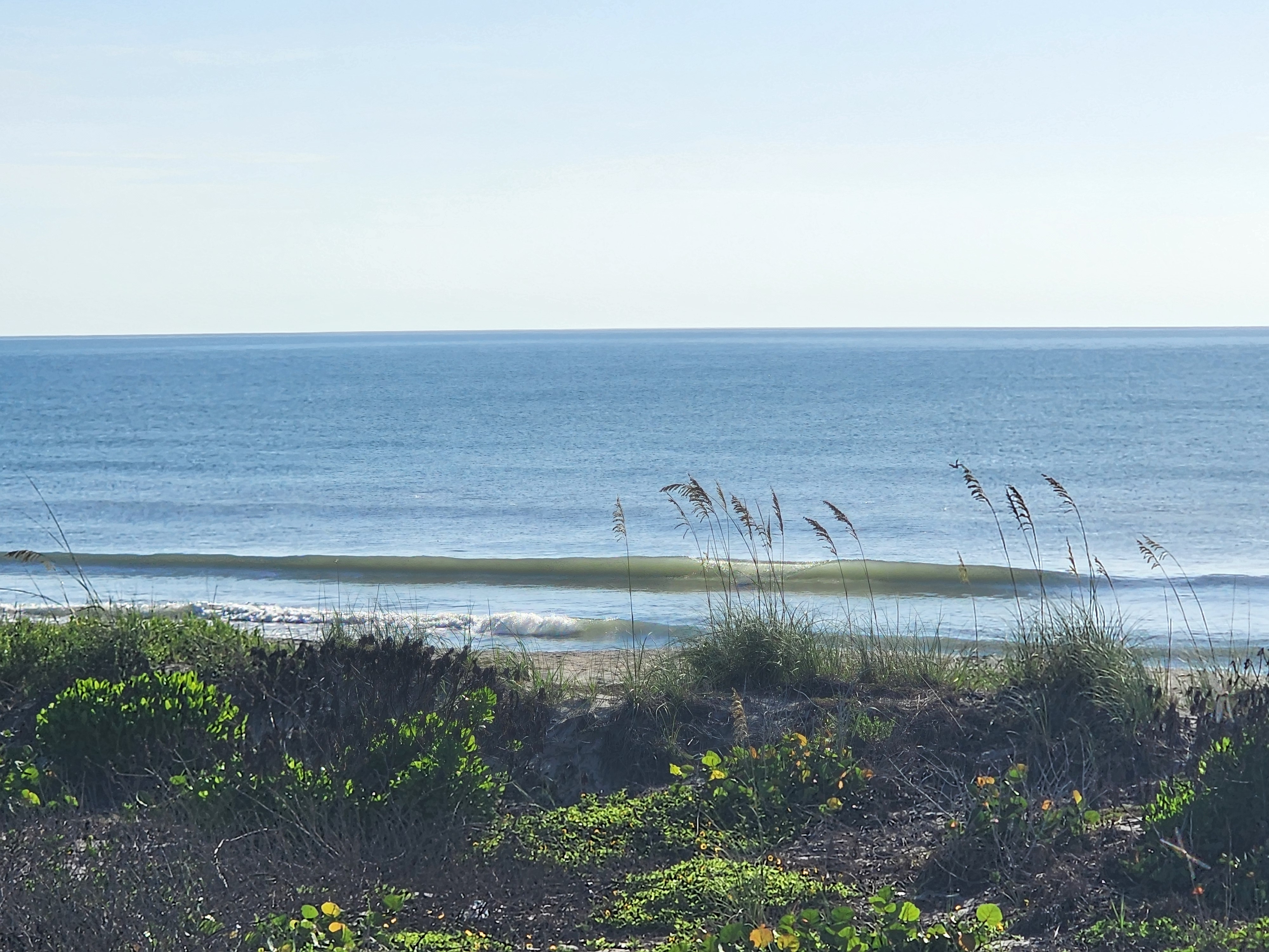 A clean green-faced wave peeling nearshore under a clear blue sky, framed by dune sea oats and sea grape vegetation in the foreground