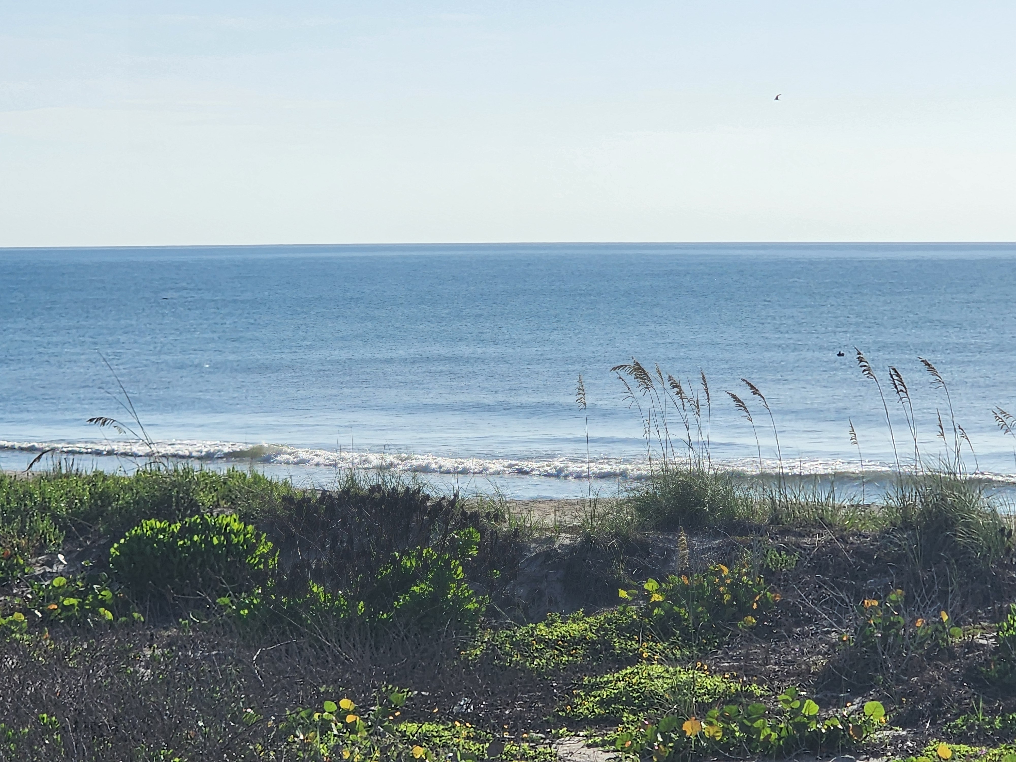 Calm blue ocean with a small wave washing the shoreline, sea oats and dune vegetation in the foreground and a bird overhead to the right