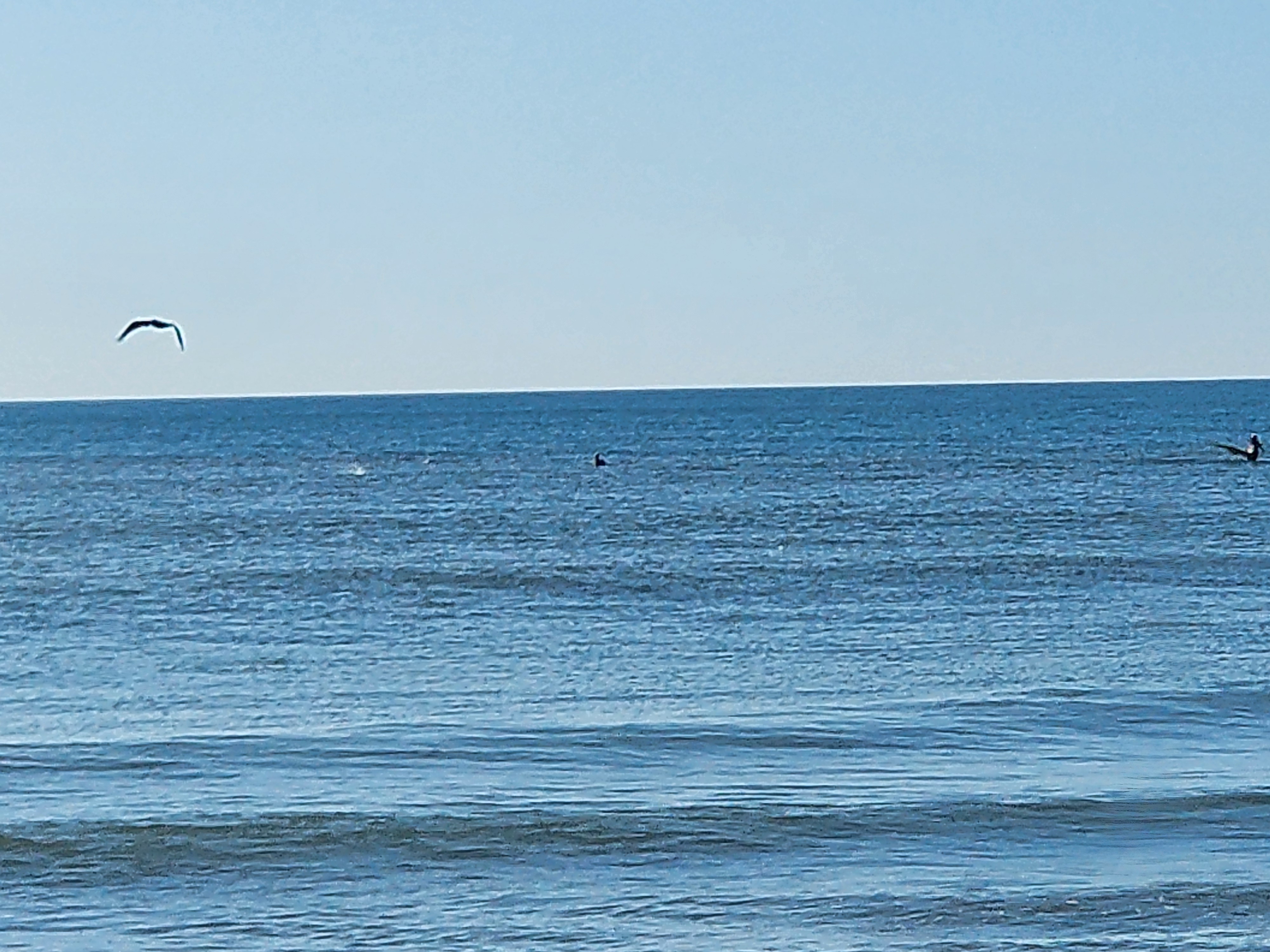 Close view of rippled blue ocean with a seagull gliding at upper left and surface disturbance from a school of fish, a couple of surfers out to the right
