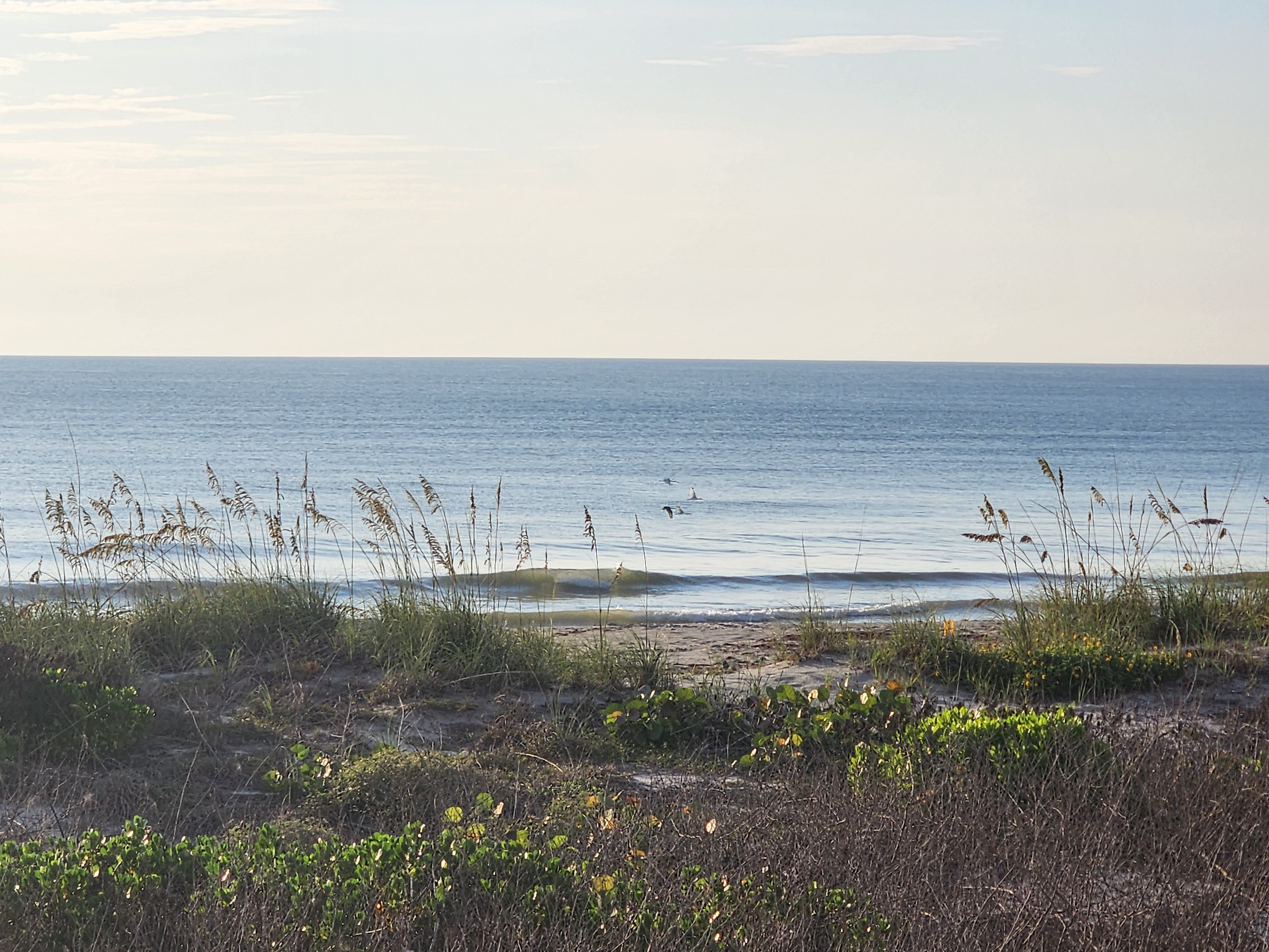 Wispy cloud streaks above a calm sea, orange turtle-nest stakes marking the beach below, and a lone bird floating just offshore.