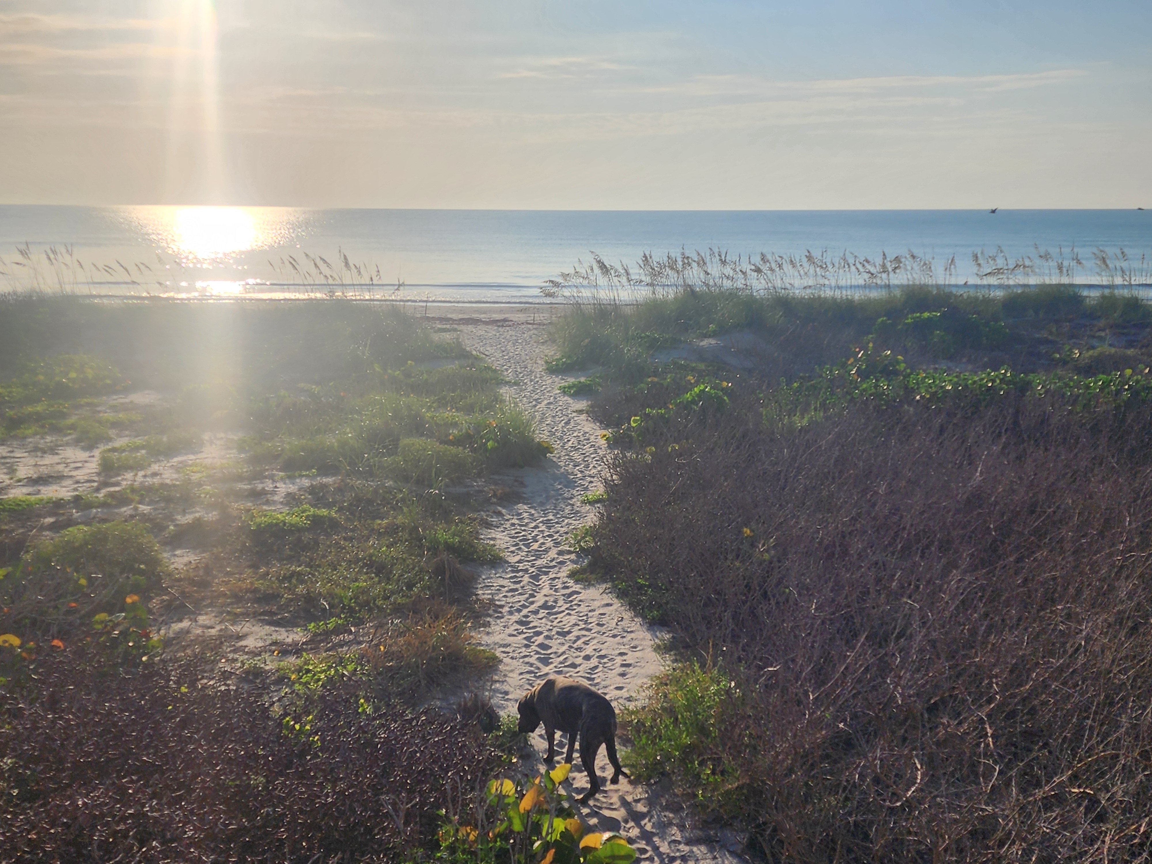 Athena, the brindle dog, pausing on the wooden dune stairway with the sun rising over the sandy path down to the beach.