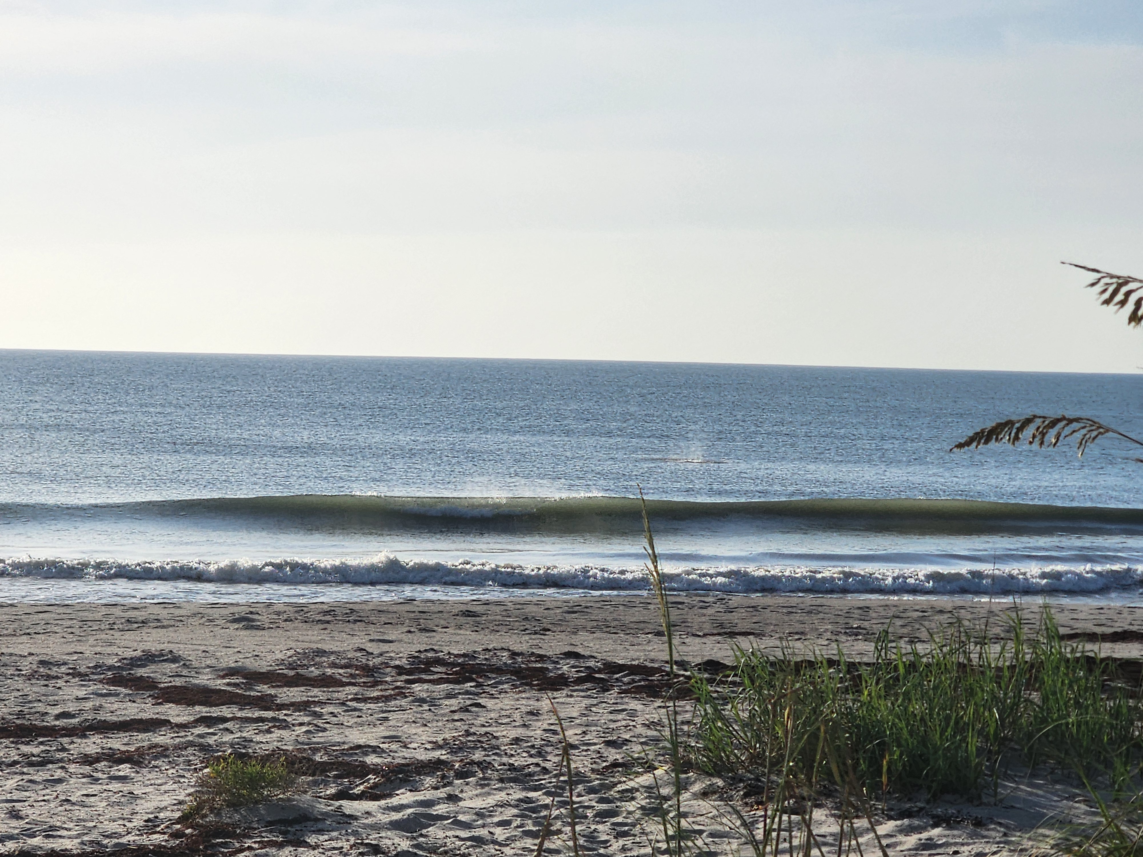 A clean glassy waist-high-and-under wave peeling toward shore with a green-tinted face, framed by sea oats and dune grass in the foreground at South Cocoa Beach.