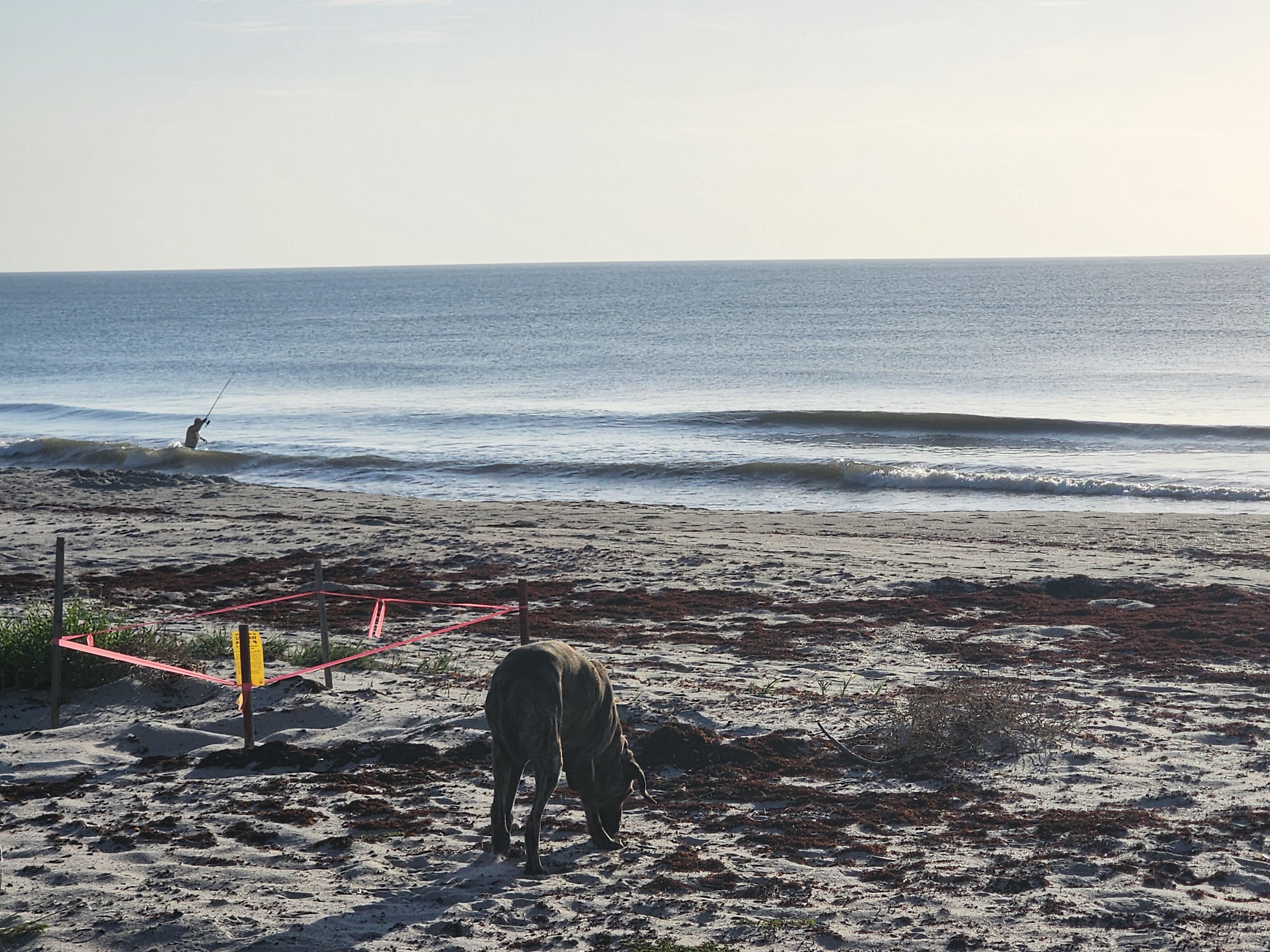 Athena the brindle surf dog sniffing the sand near a roped-off sea turtle nest marked with yellow signage and pink tape, with a surf fisherman casting in the small shorebreak beyond.