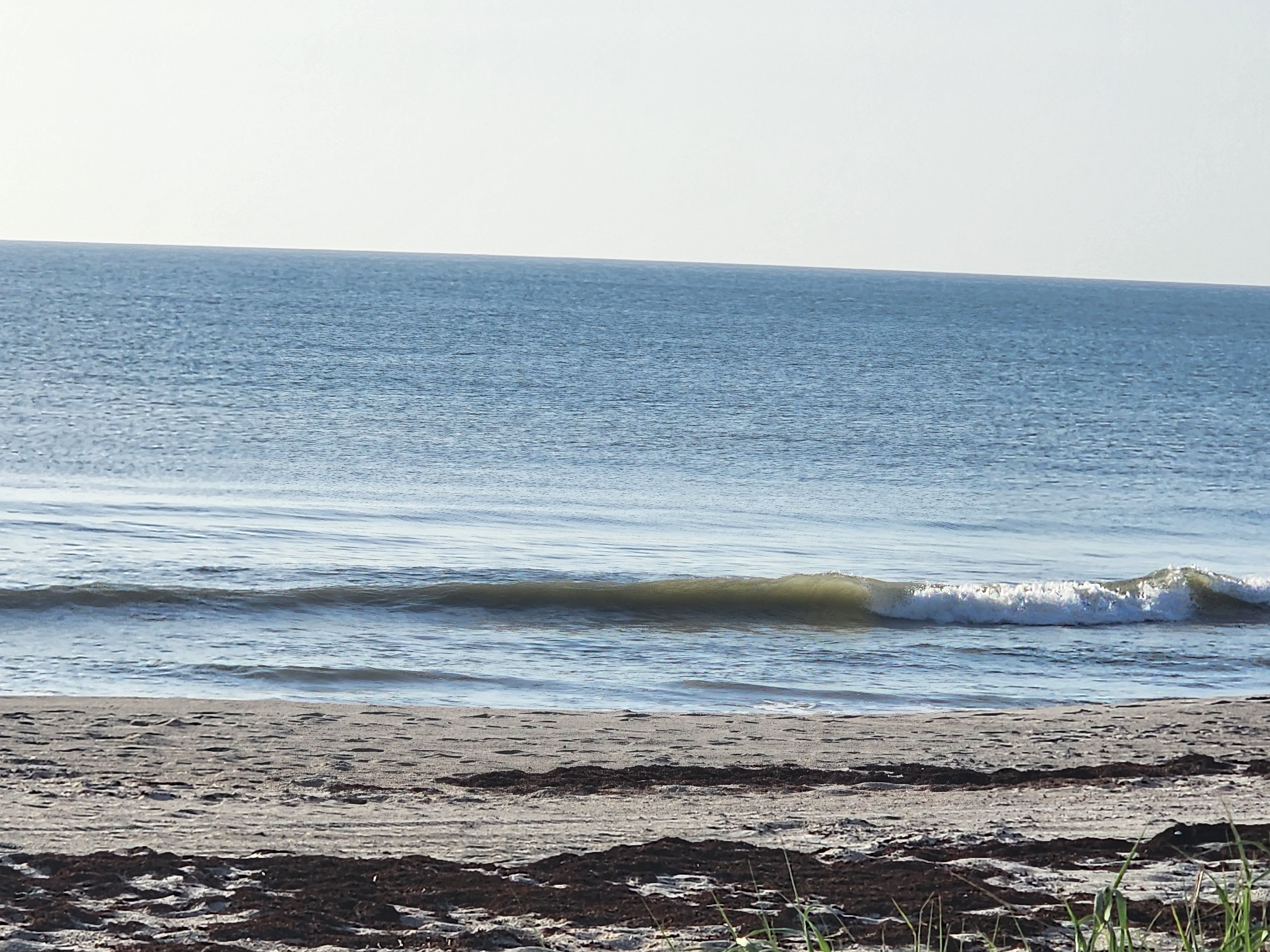 A small clean peeler with a glassy greenish face folding over toward the beach, light offshore texture on the water and a seaweed line along the sand.