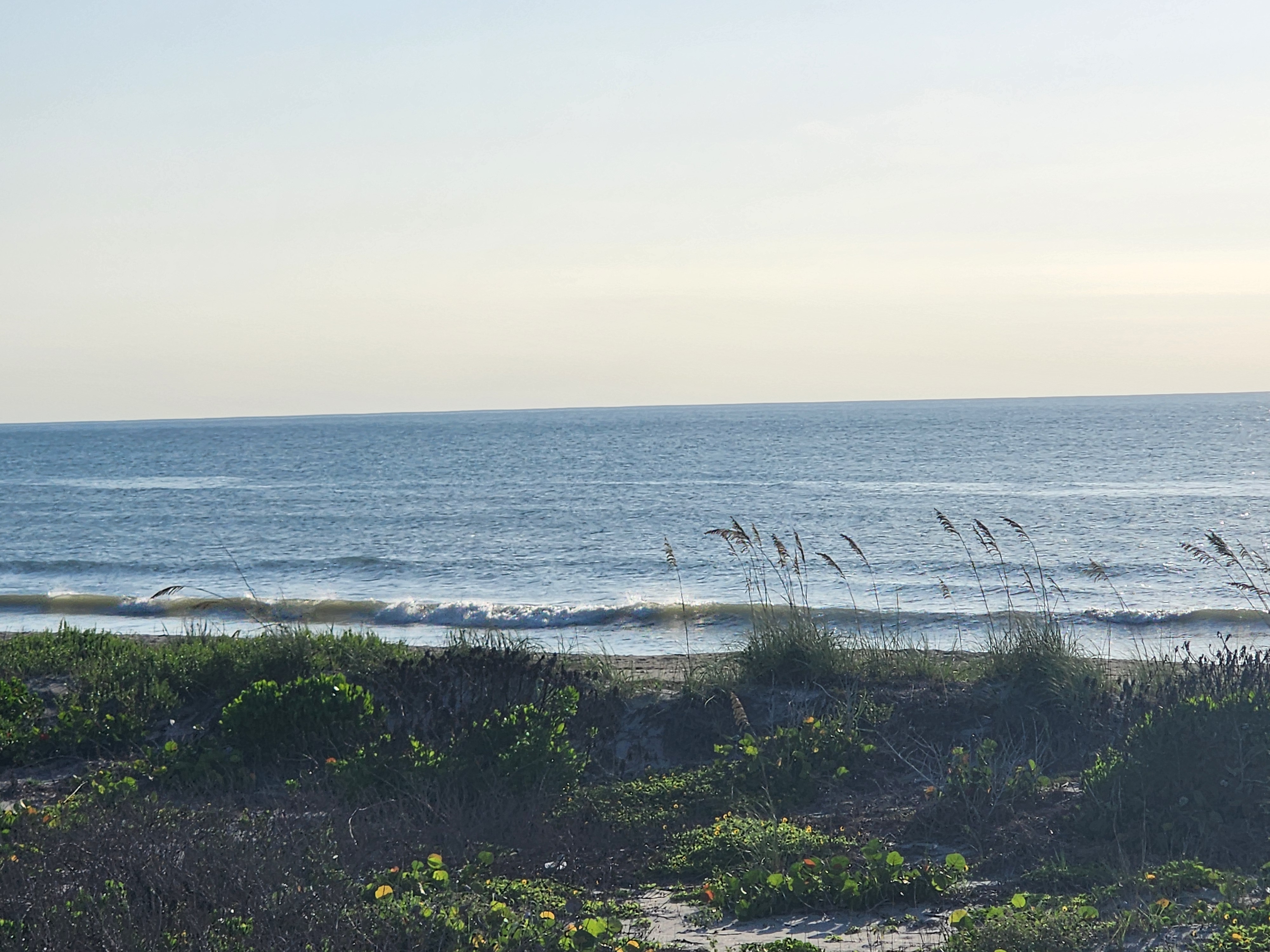 Calm 0-1 foot waves peeling along the shoreline at South Cocoa Beach near the Picnic Tables, sea oats and sea grape vines framing the dune in the morning light