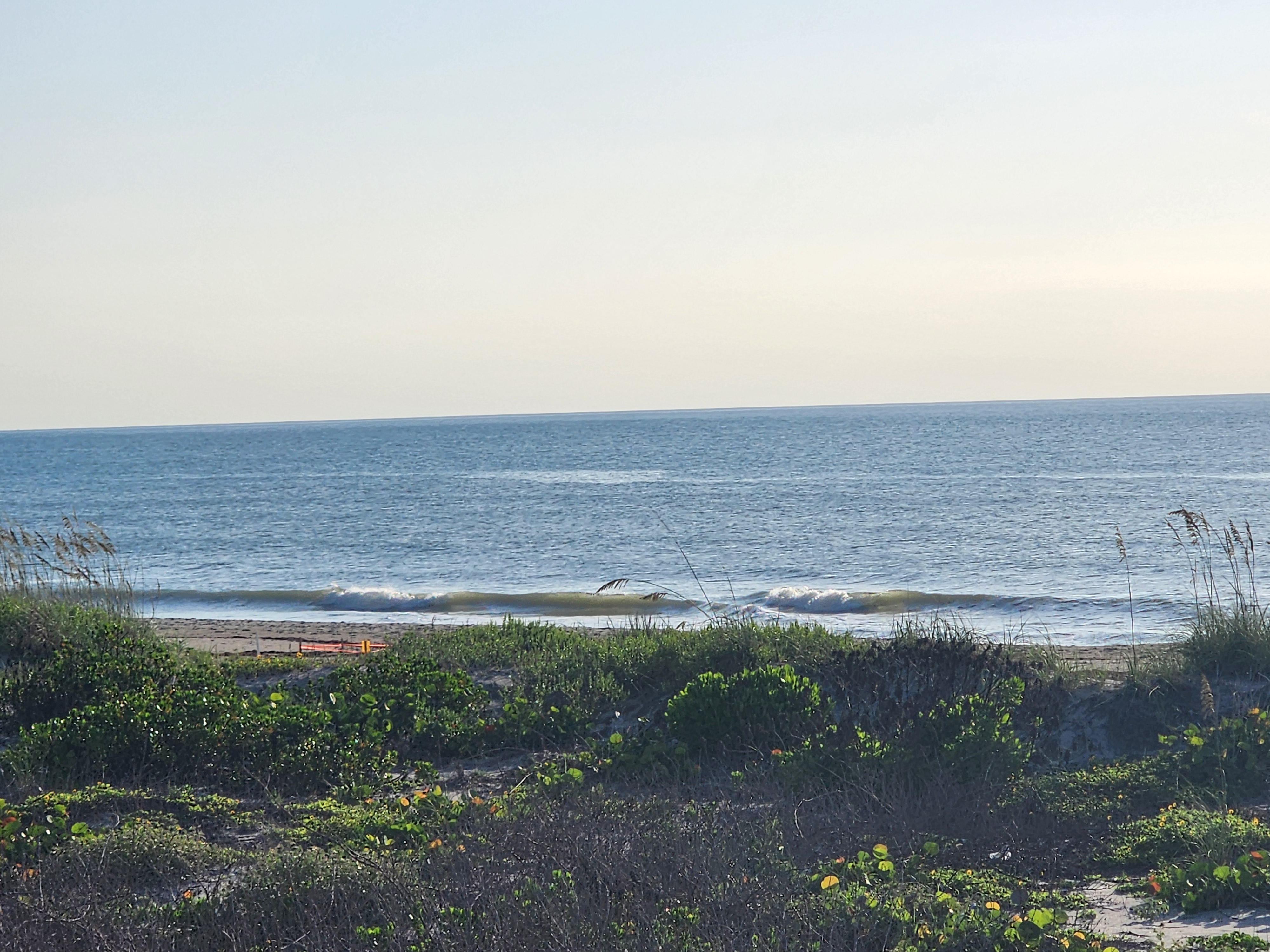 Small clean wave breaking close to shore at midtide with a sea turtle nest marker on the sand, dune vegetation in the foreground
