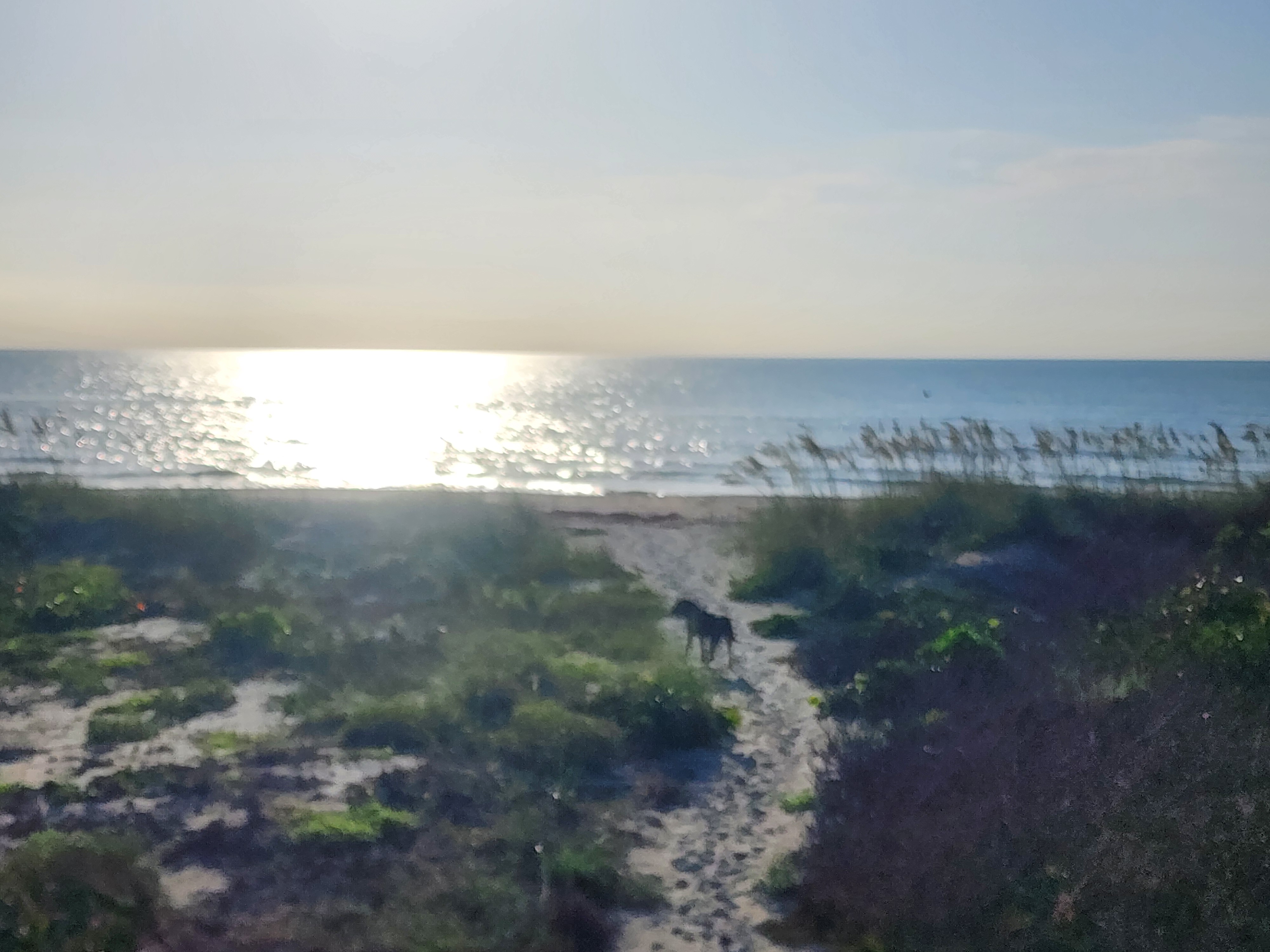 Athena the brindle dog standing on the dune path at sunrise, sun glare shimmering across a flat ocean behind the sea oats