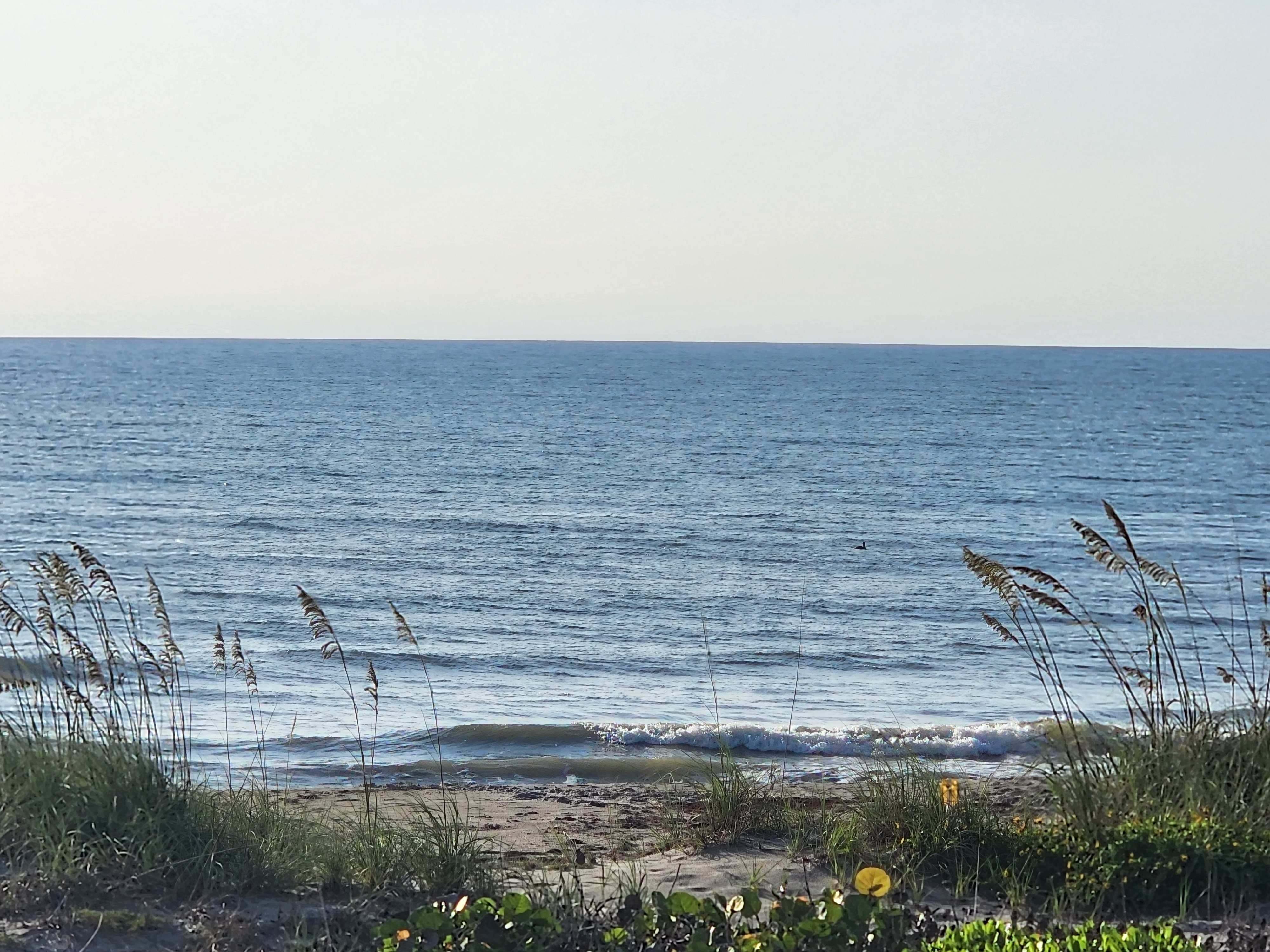 Glassy summer ocean at South Cocoa Beach with a tiny ankle-high wave and a bird floating just offshore, sea oats and a yellow beach morning glory bloom in the foreground