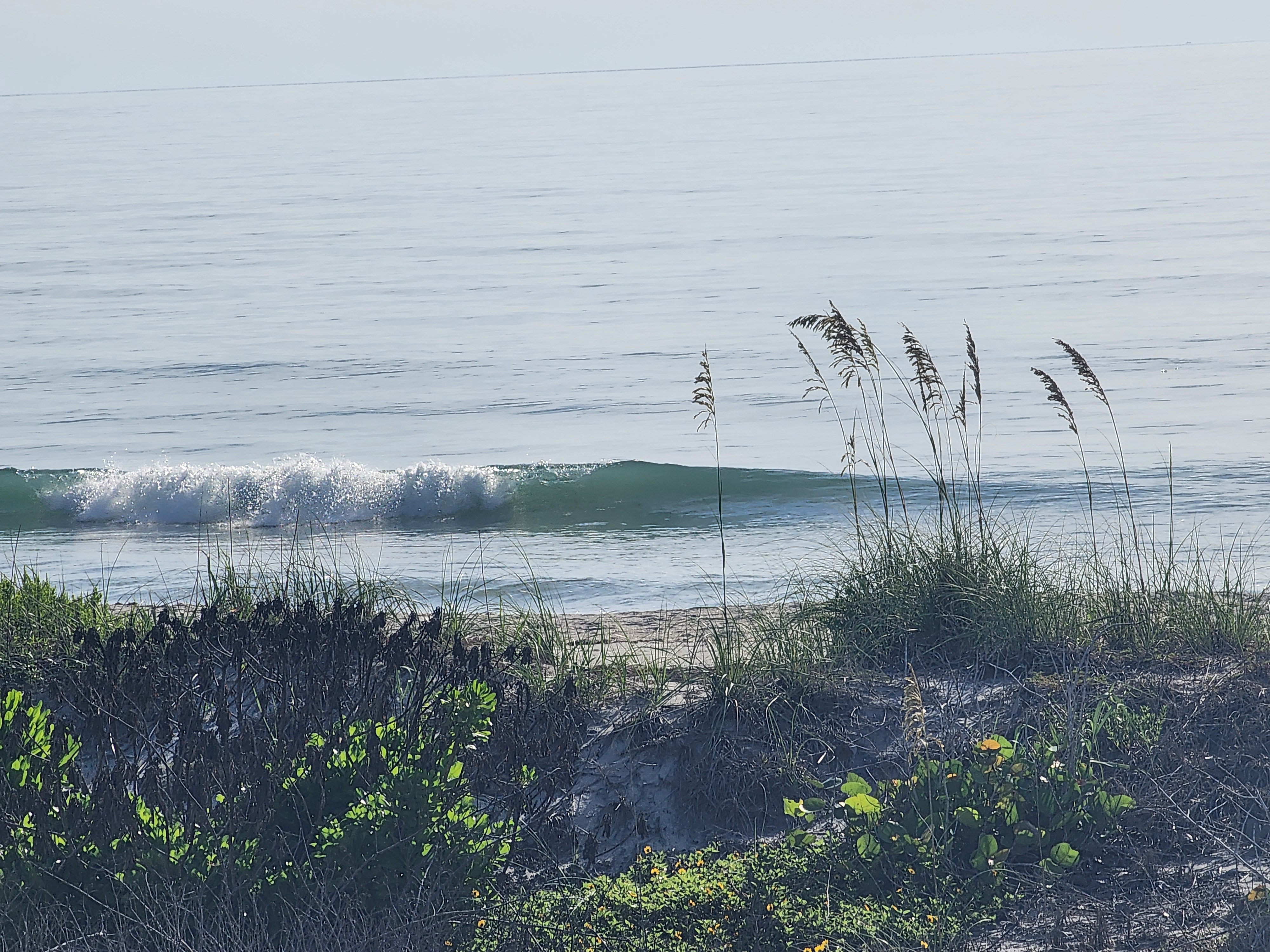 Small glassy wave breaking near shore behind a foreground of sea oats and dune grass, calm hazy sea beyond