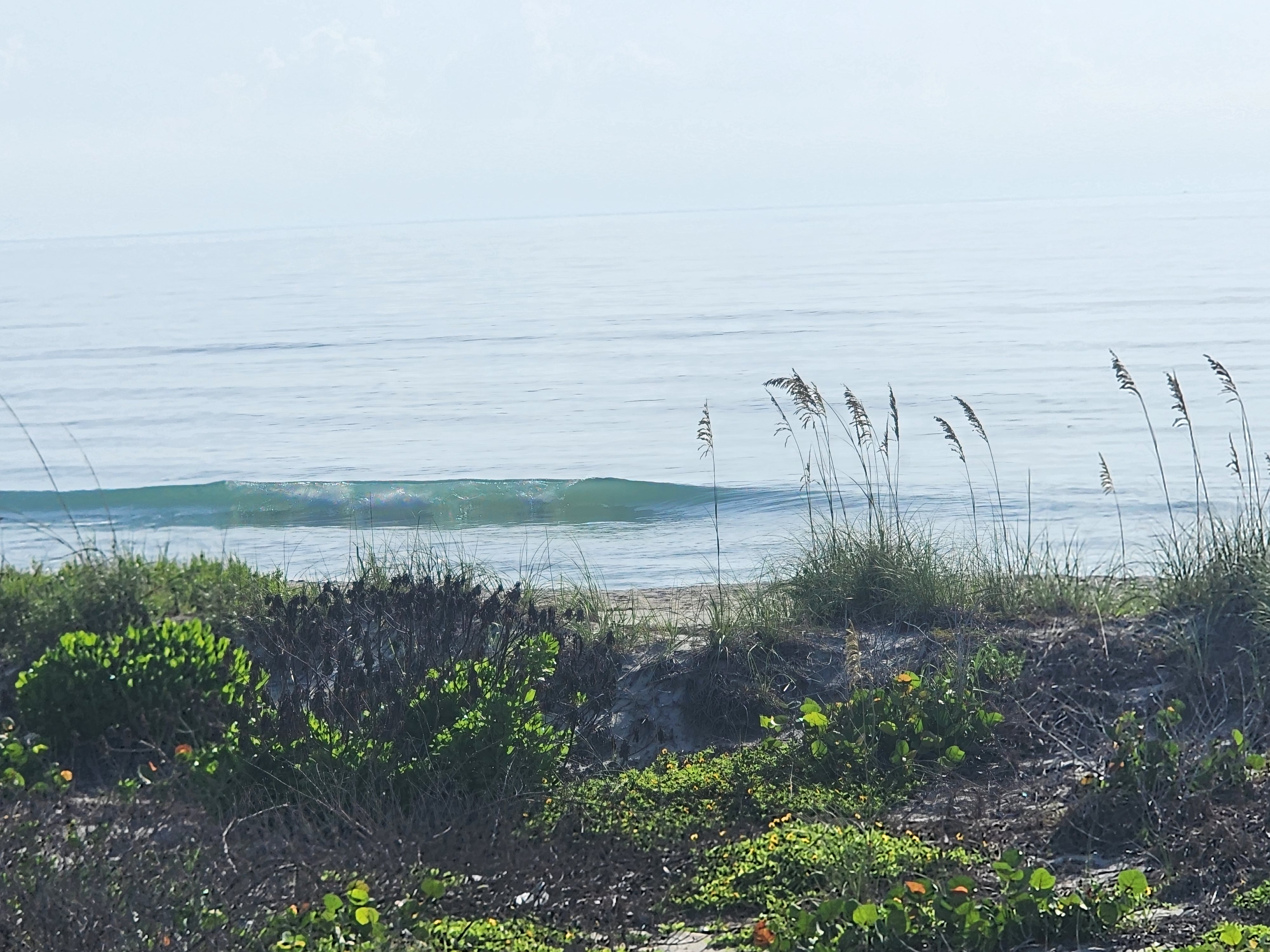 Clean little waist-low wave folding over in green-blue water, framed by sea oats and beach morning glory on the dune