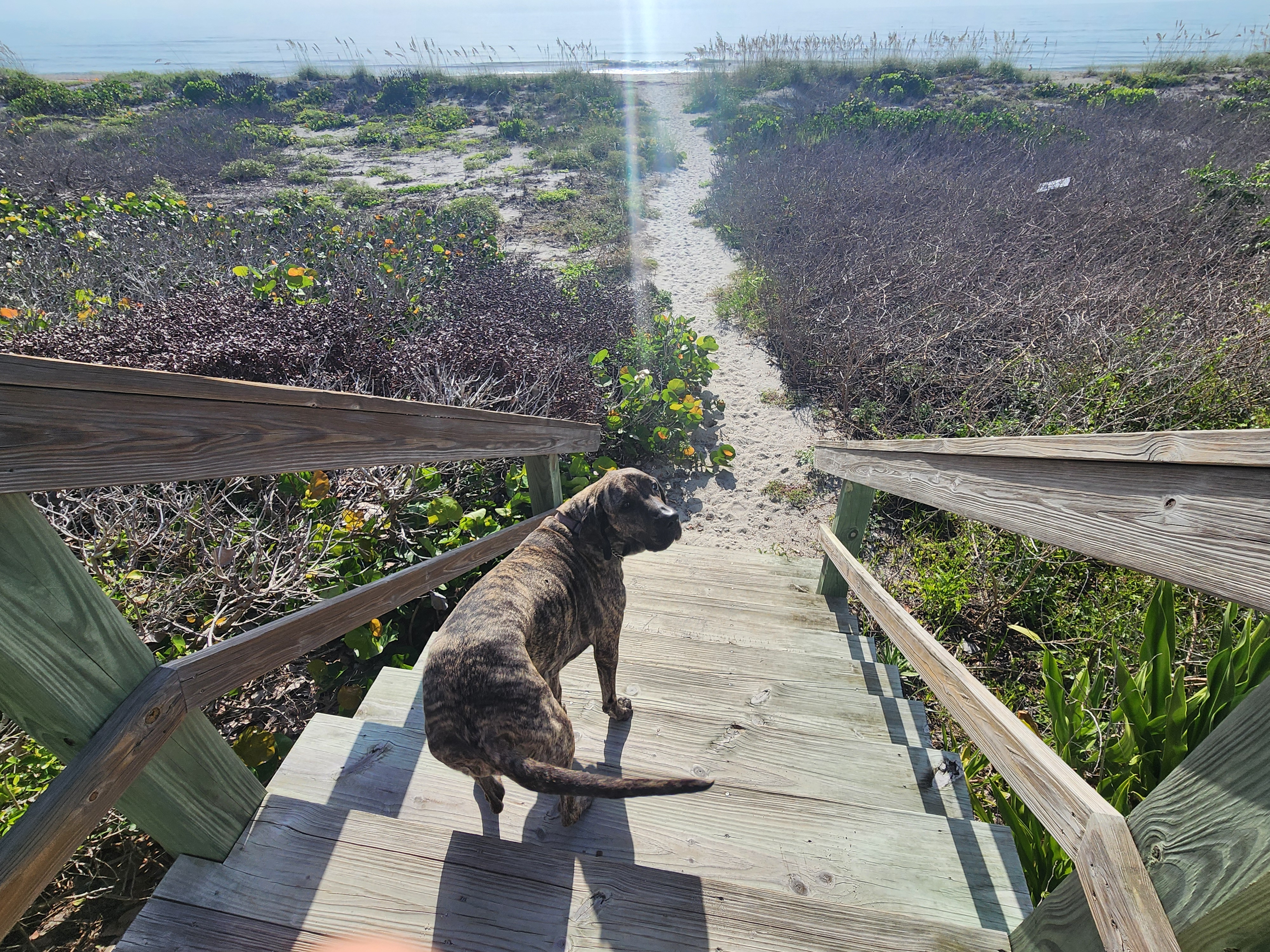 Athena, the brindle dog, sitting on the weathered wooden boardwalk steps looking out over the dune path toward the water