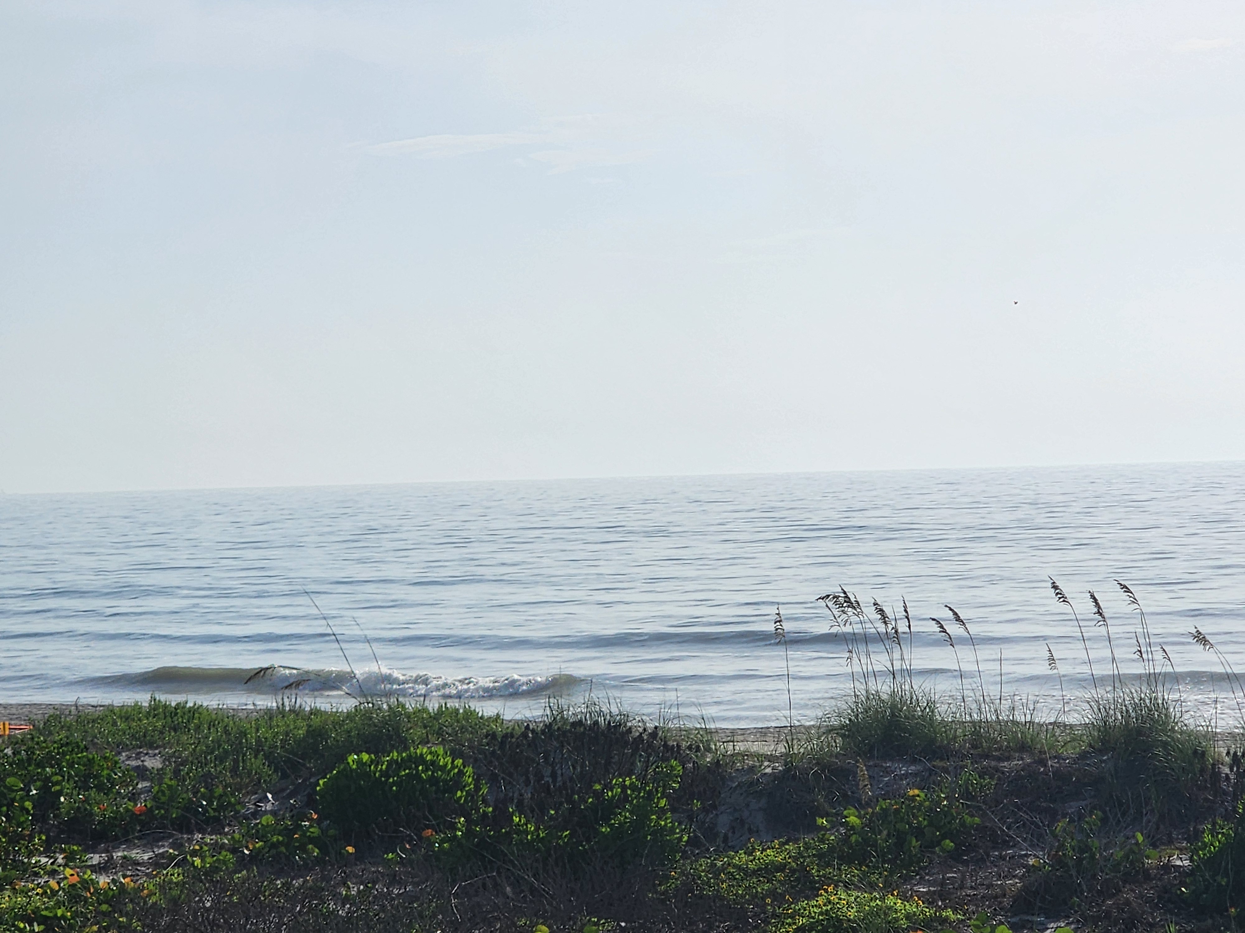 Small glassy wave peeling toward shore at Picnic Tables, sea oats nodding in the foreground and a flat blue ocean stretching to the horizon under hazy summer sky.