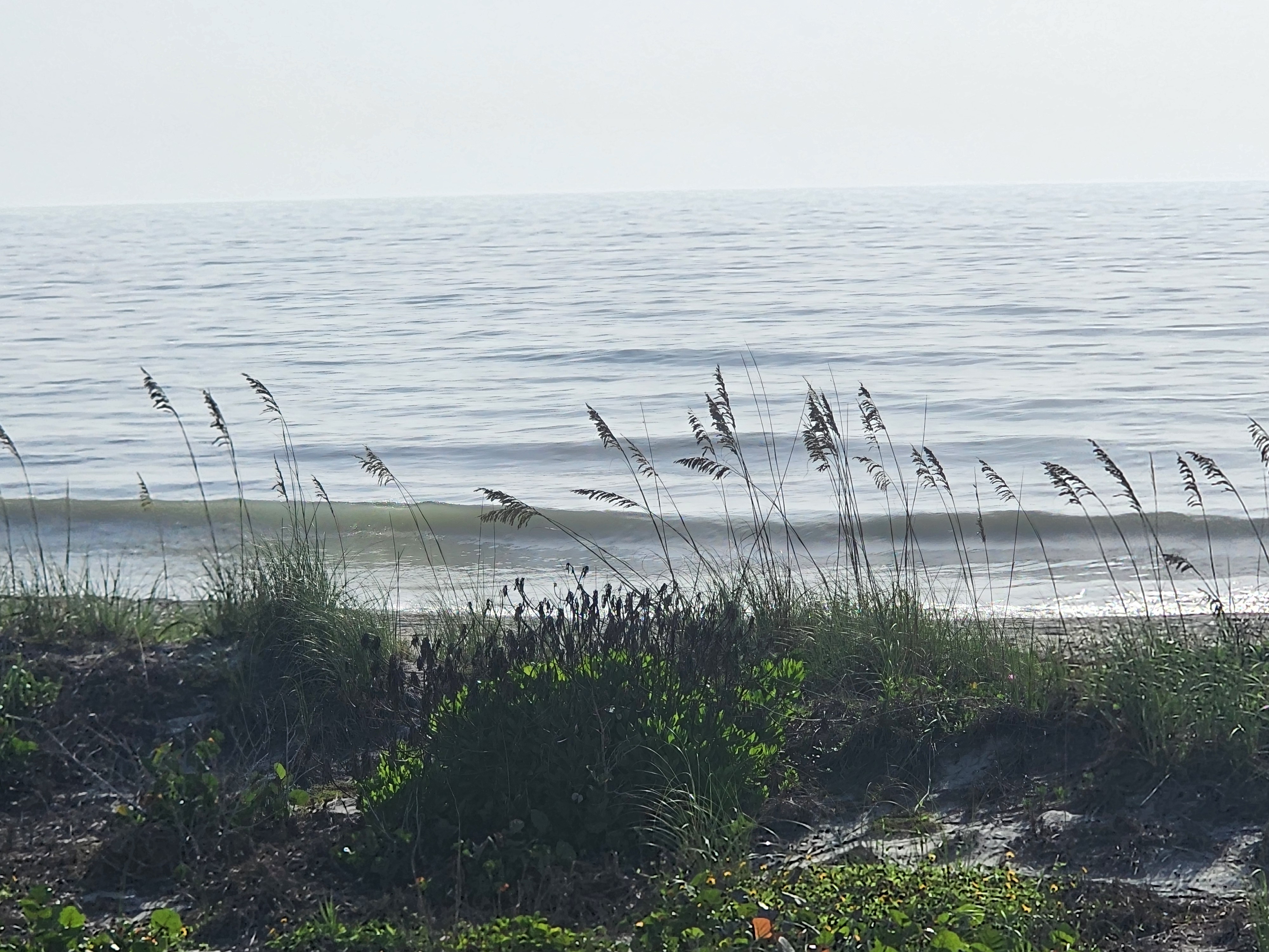 Clean little waist-high line peeling through, framed by a thick stand of sea oats and dune grass in the foreground.