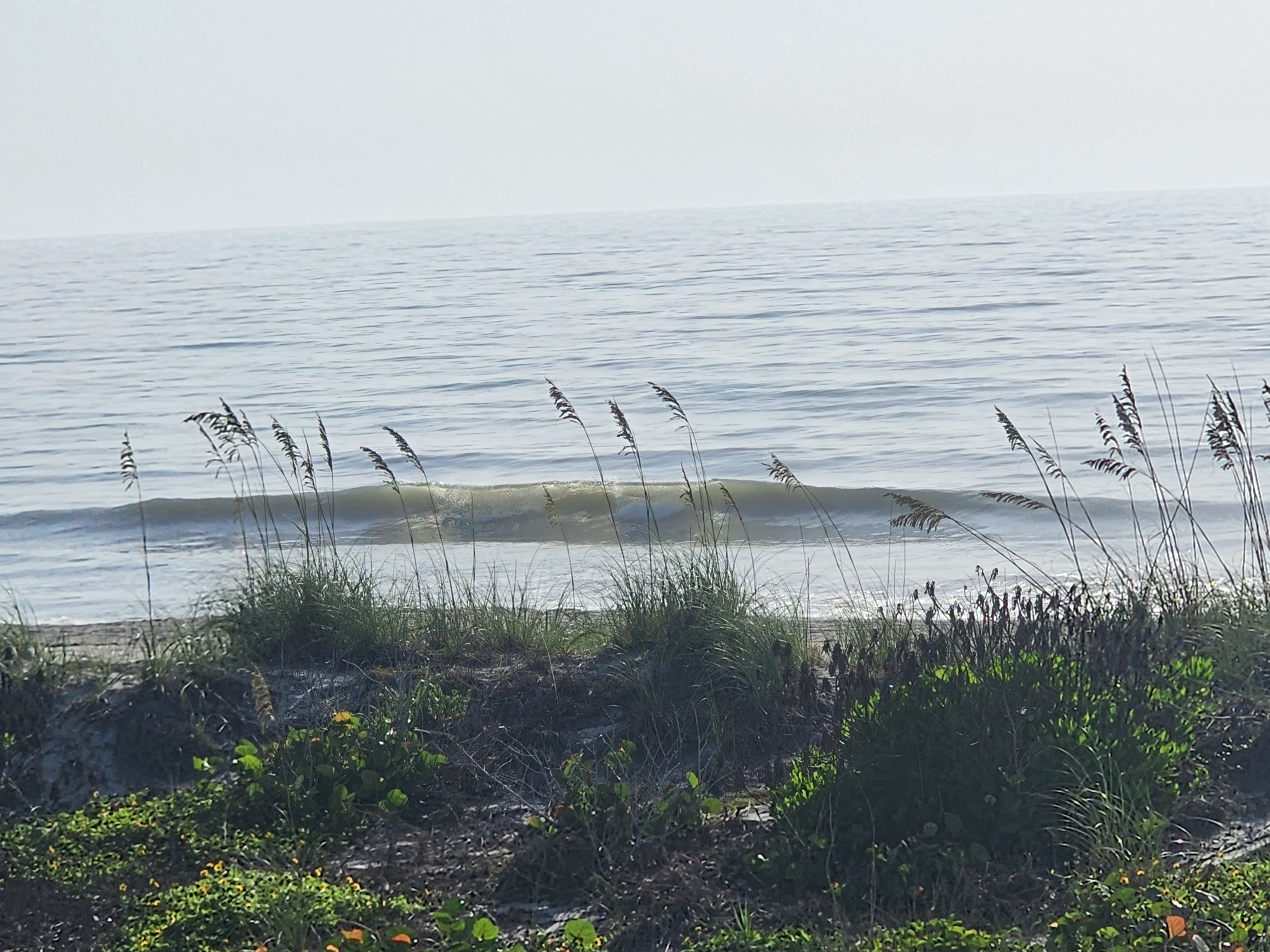 A longer glassy wave standing up and breaking left to right, seen through the silhouetted sea oats on the dune.