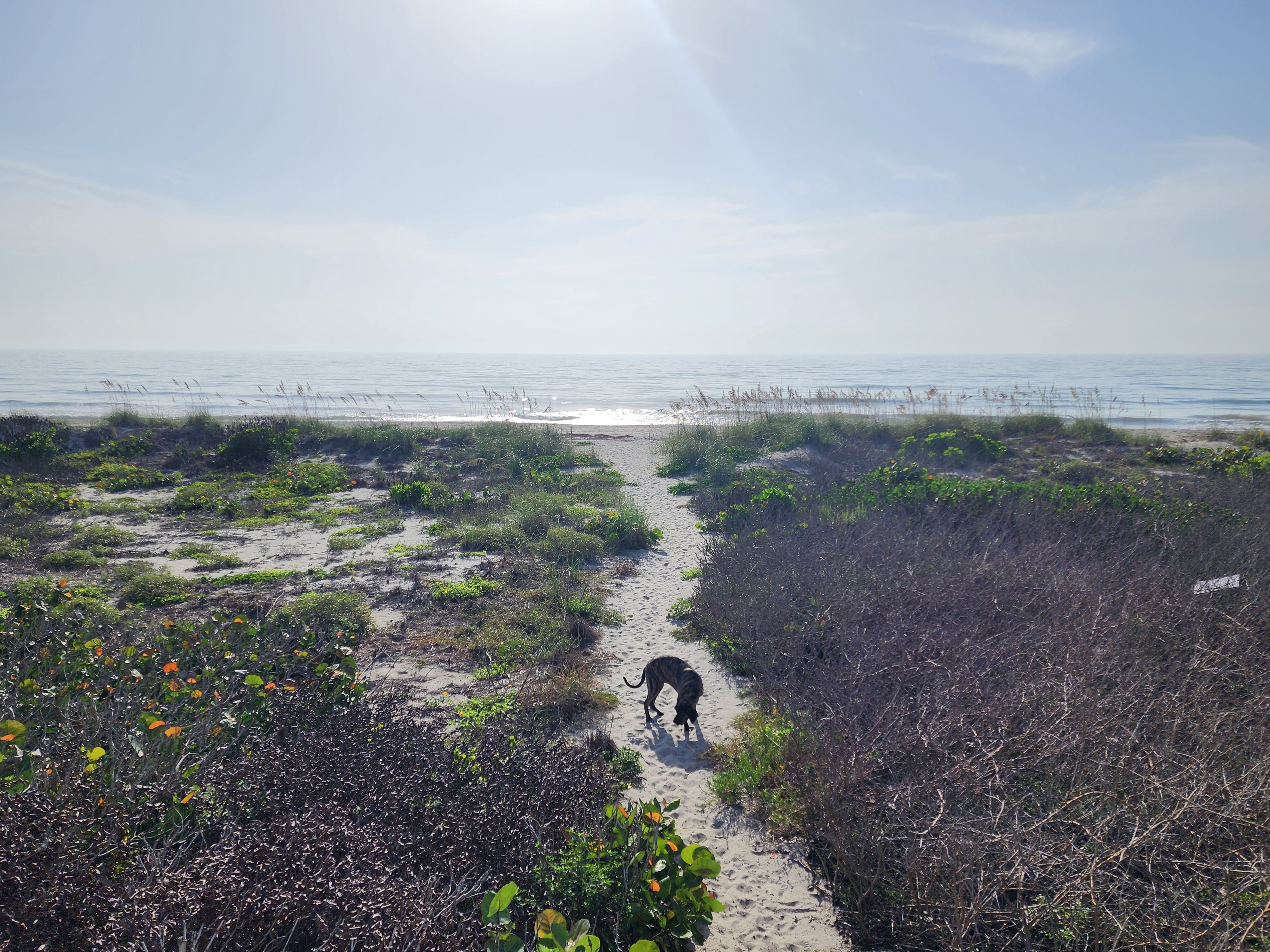 Athena the brindle surf dog sniffing along the sandy dune path down to the beach, sea oats and morning-glory vines flanking the trail with the ocean shining beyond.