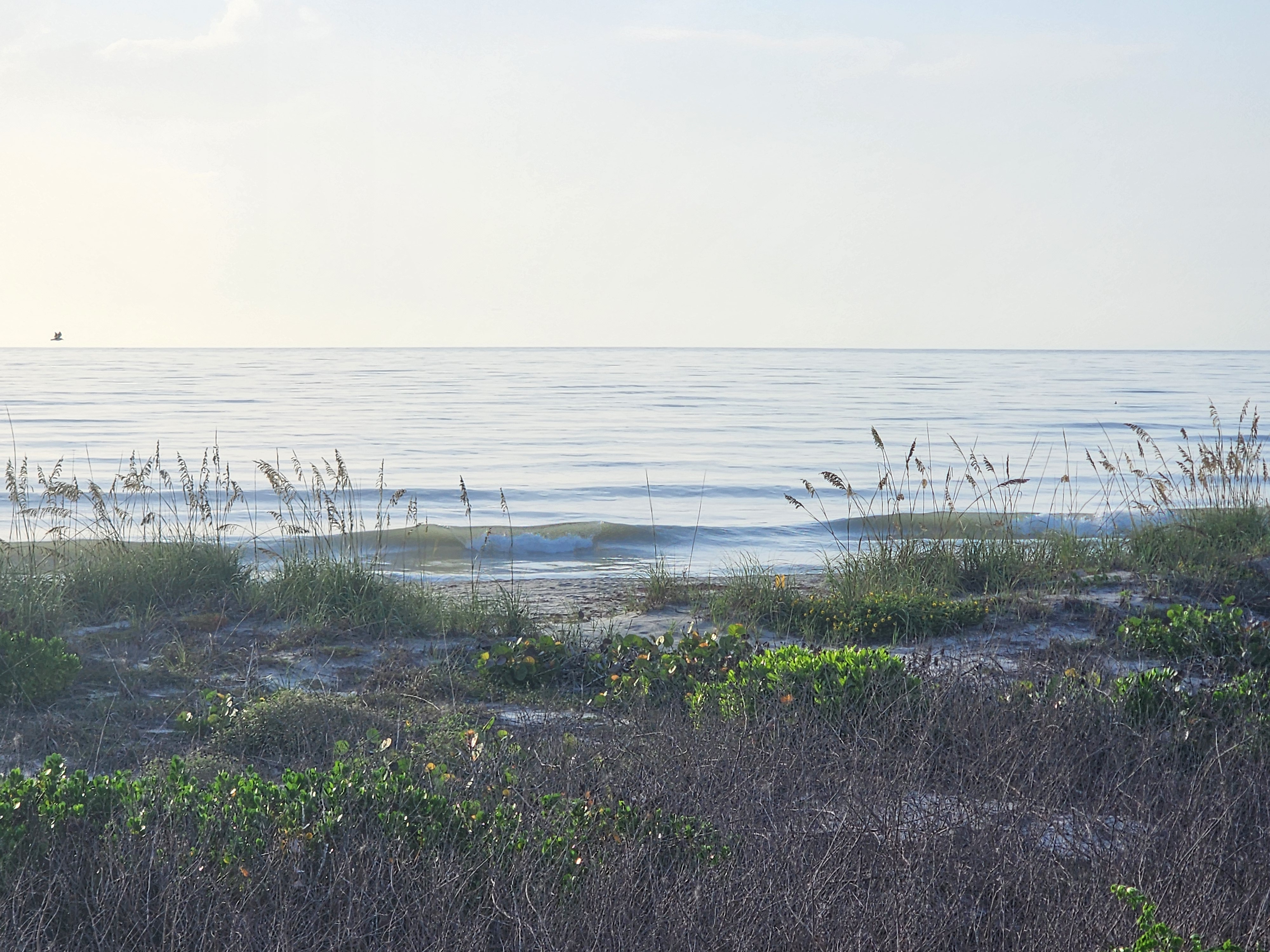 Calm blue dune scene with two small clean waves peeling nearshore, sea oats and morning-glory vines in the foreground and a pelican gliding low on the horizon.