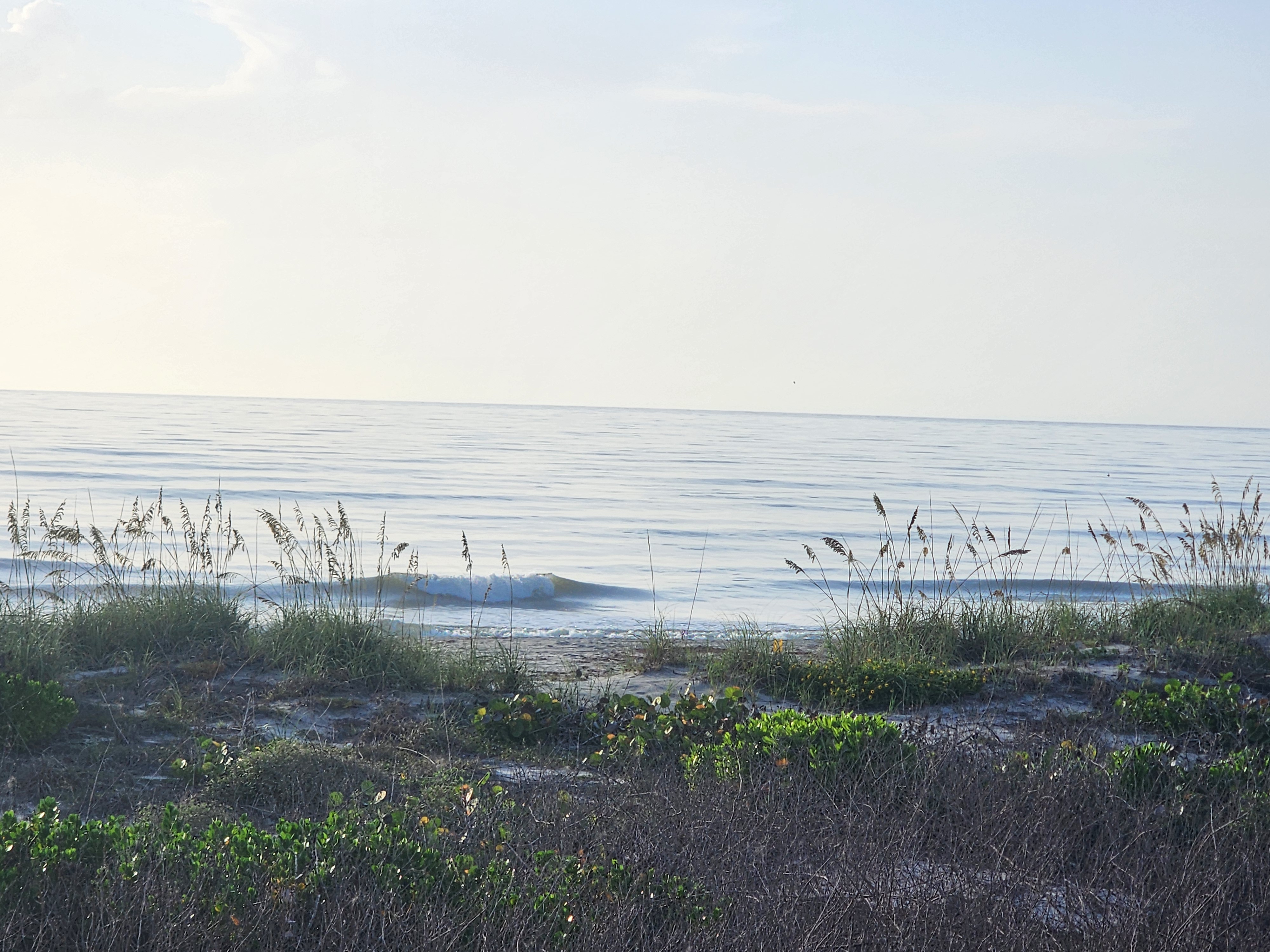 A clean little wave standing up and breaking, framed through a stand of golden sea oats on the dune.