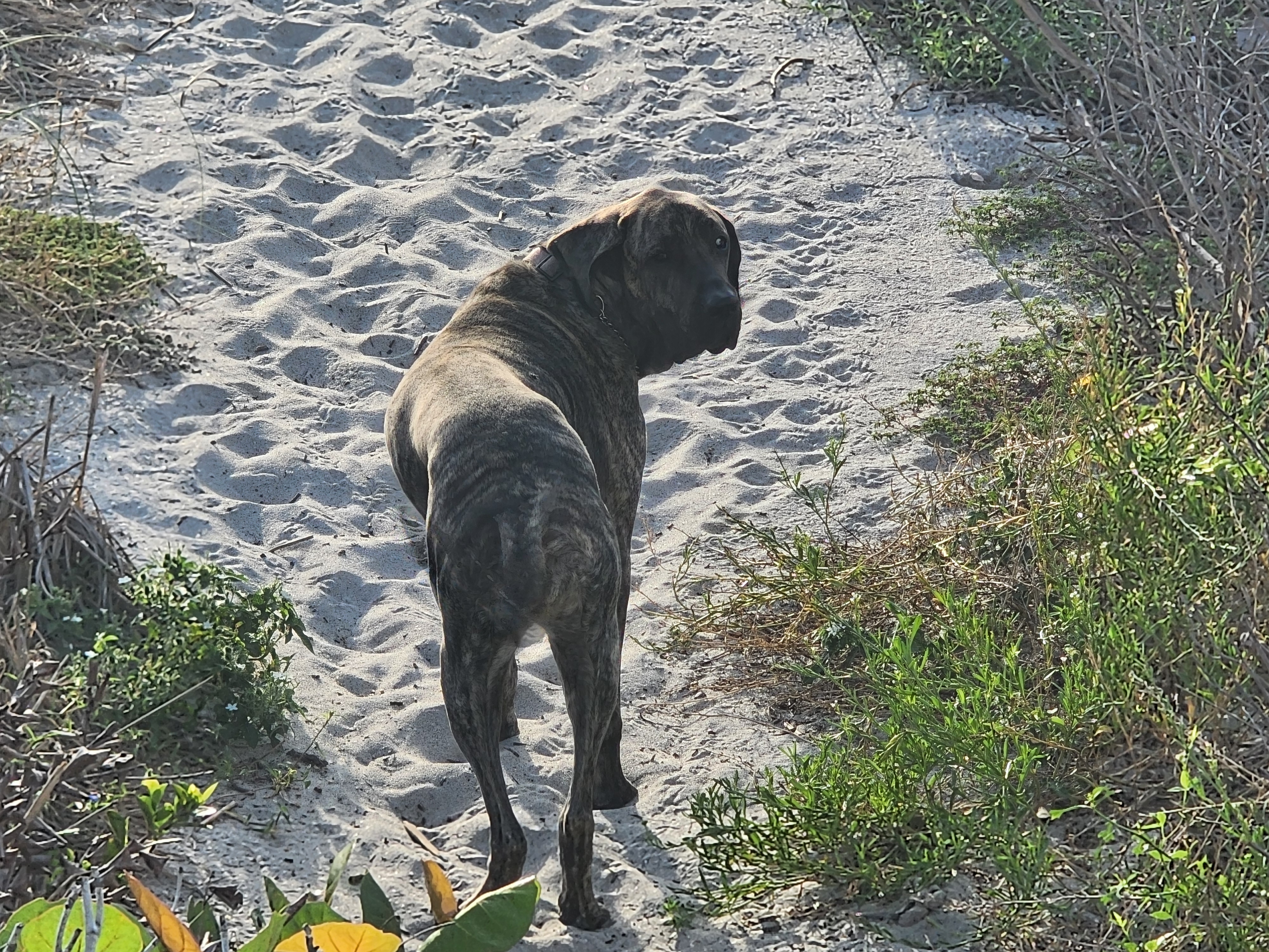Athena the brindle surf dog standing on the sandy path, glancing back over her shoulder with dune grass on either side.