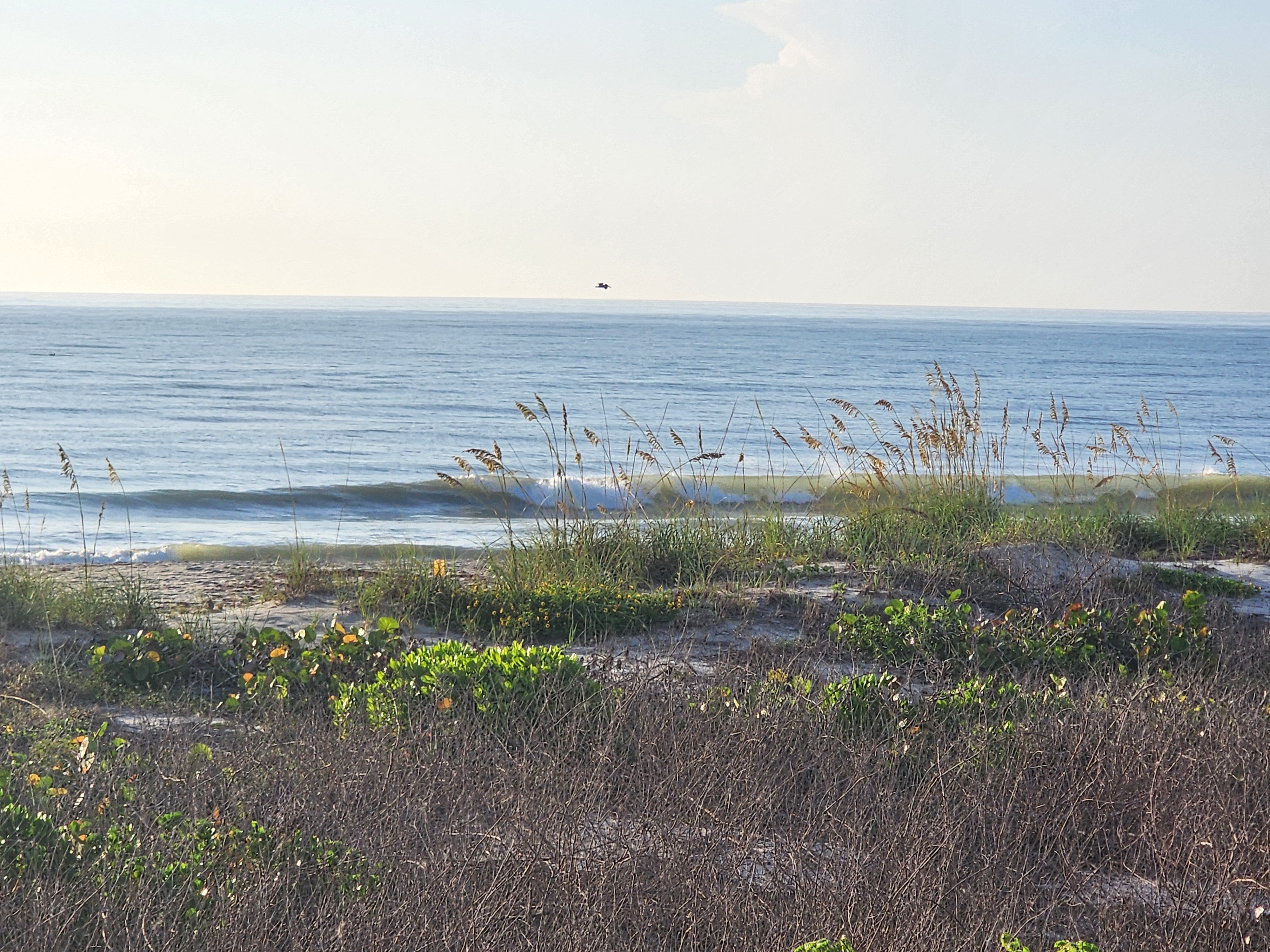 Clean little 1-2' wave peeling toward shore at Picnic Tables, seen over a foreground of golden sea oats and dune vegetation, with a pelican gliding low over the water.