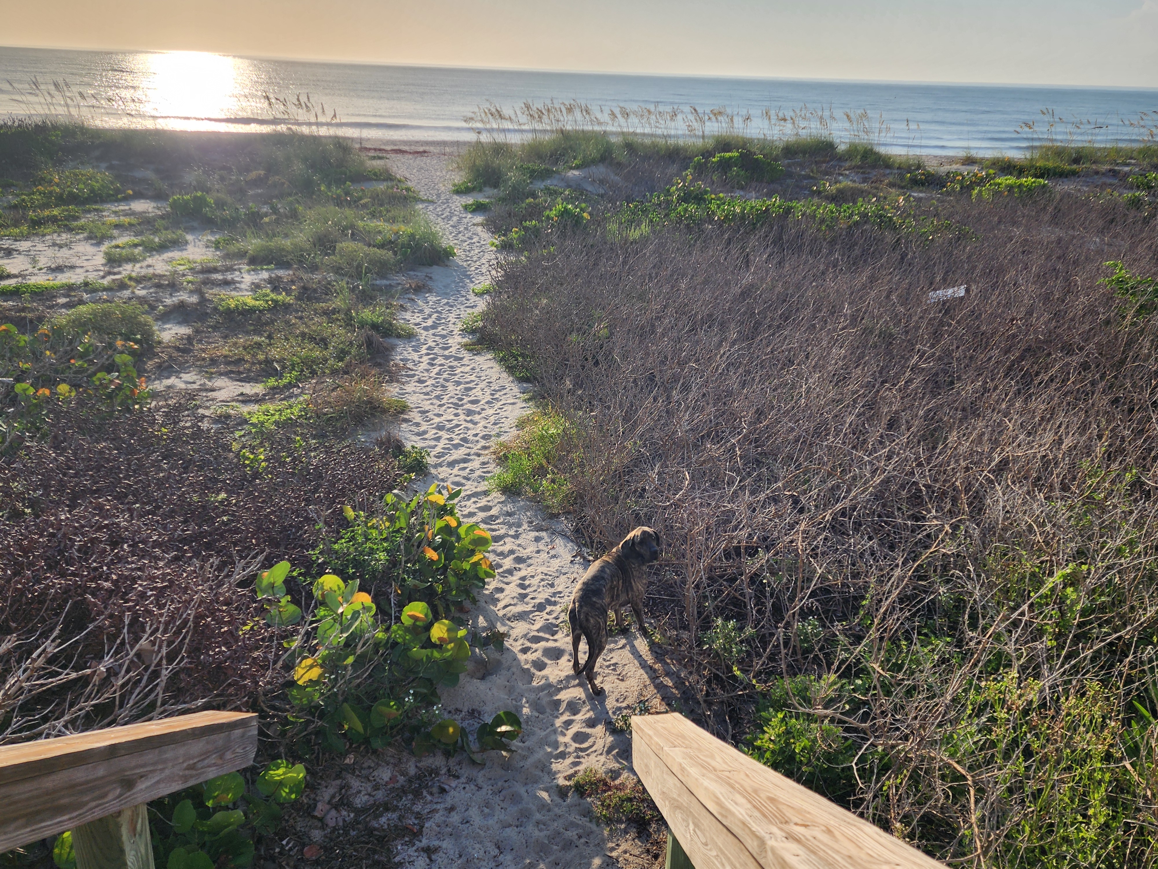 Athena the brindle surf dog standing on the sandy path at the top of the dune walkover, wooden rail in the foreground and the sunlit ocean beyond.