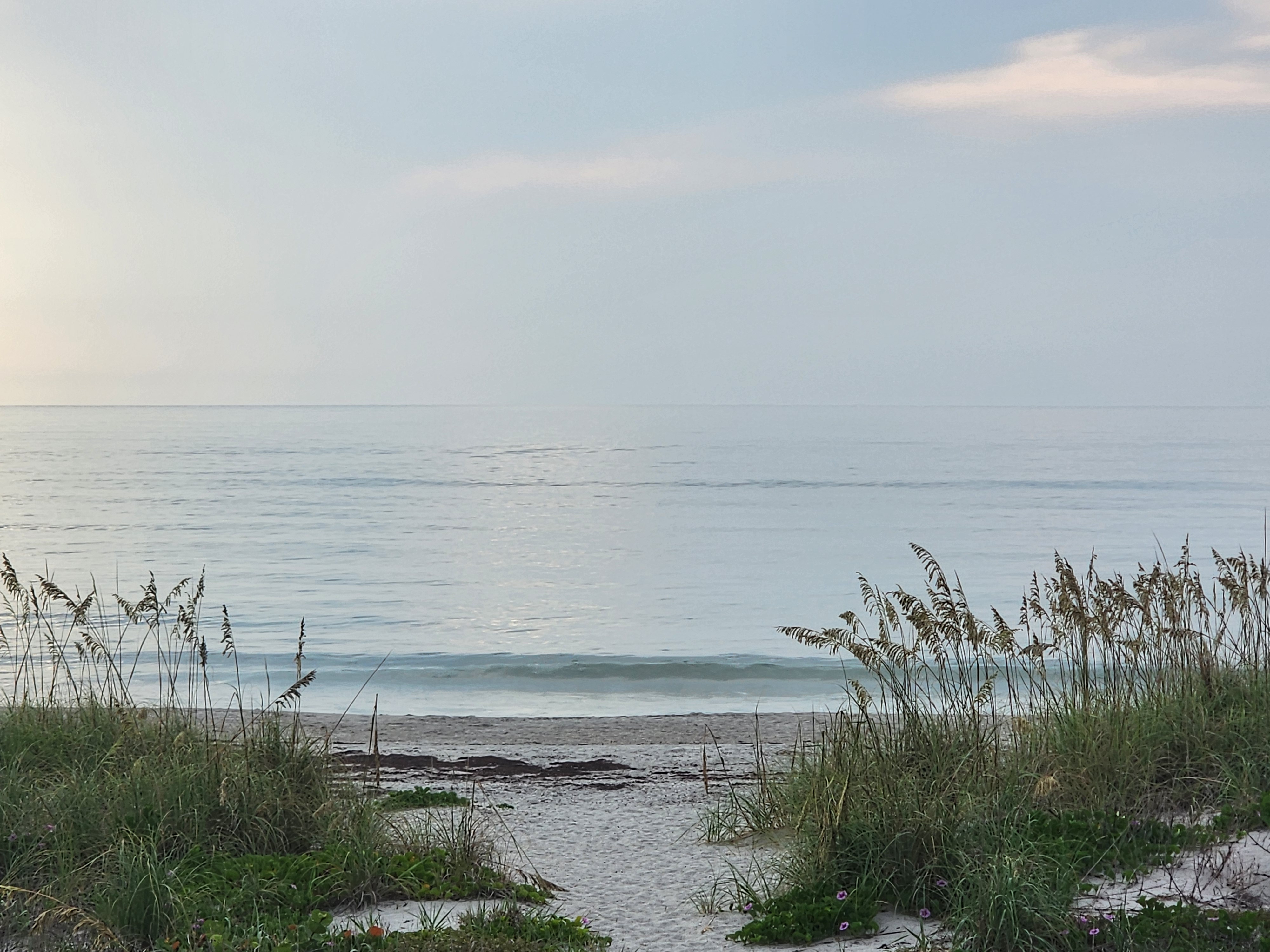 Soft overcast morning at Picnic Tables, a small wave just starting to break along a glassy gray-blue ocean with sea oats and dune grass in the foreground.