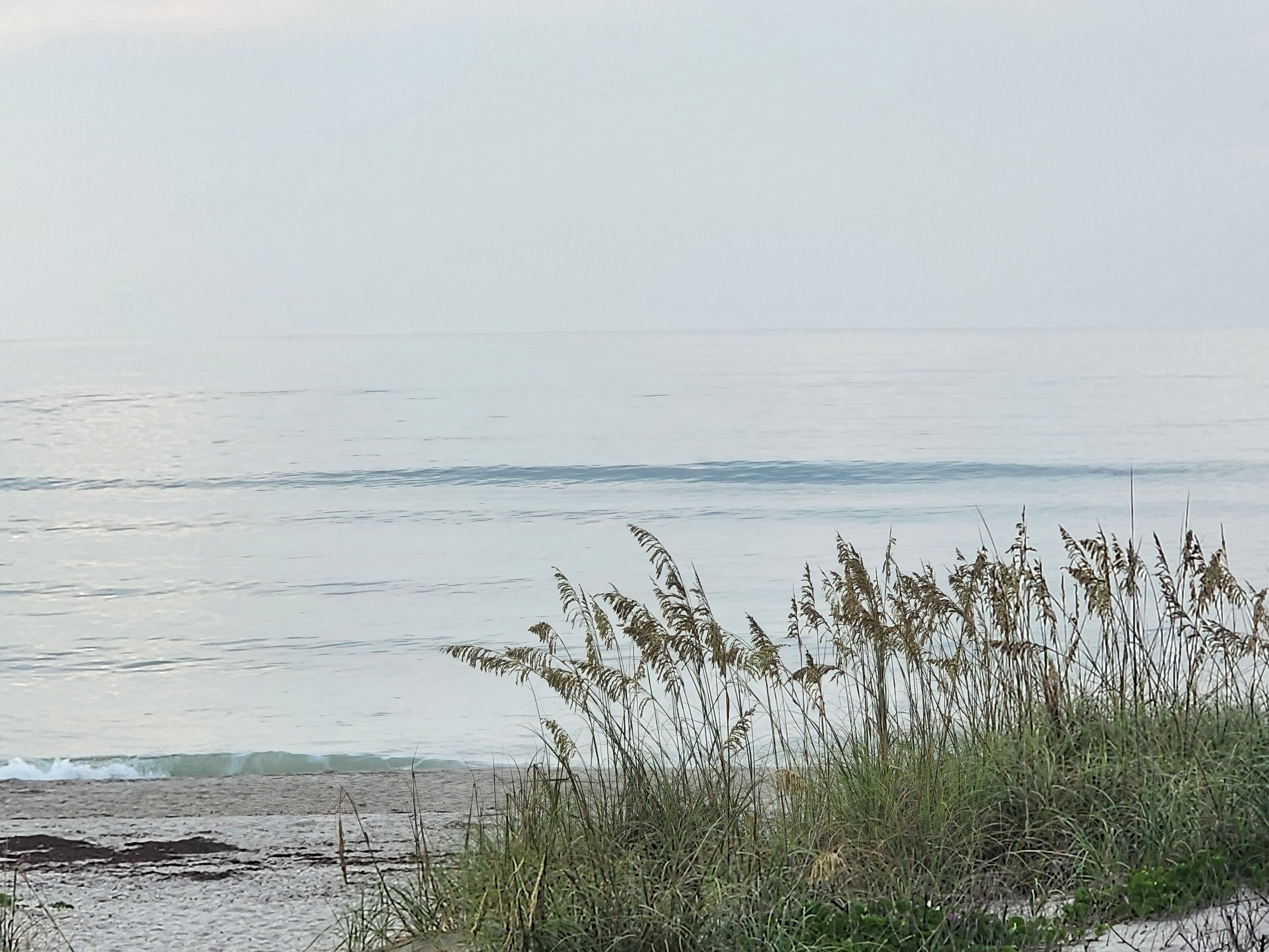 A clean teal wave standing up and breaking nearshore under a flat overcast sky, framed by sea oats, sea grapes and yellow dune flowers.