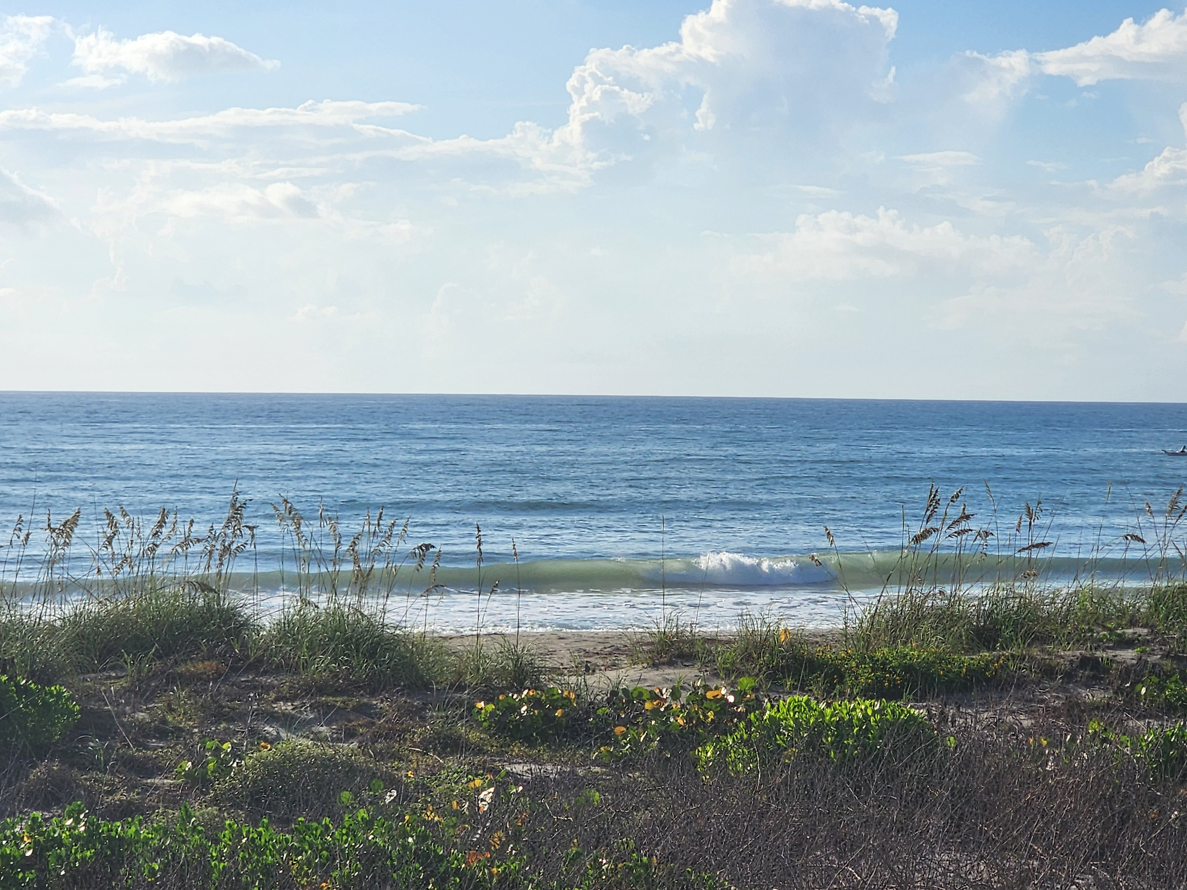 A clean 1-2 foot wave peeling nearshore at Picnic Tables, seen over the sea oats and dune vegetation with scattered afternoon-building cumulus on the horizon