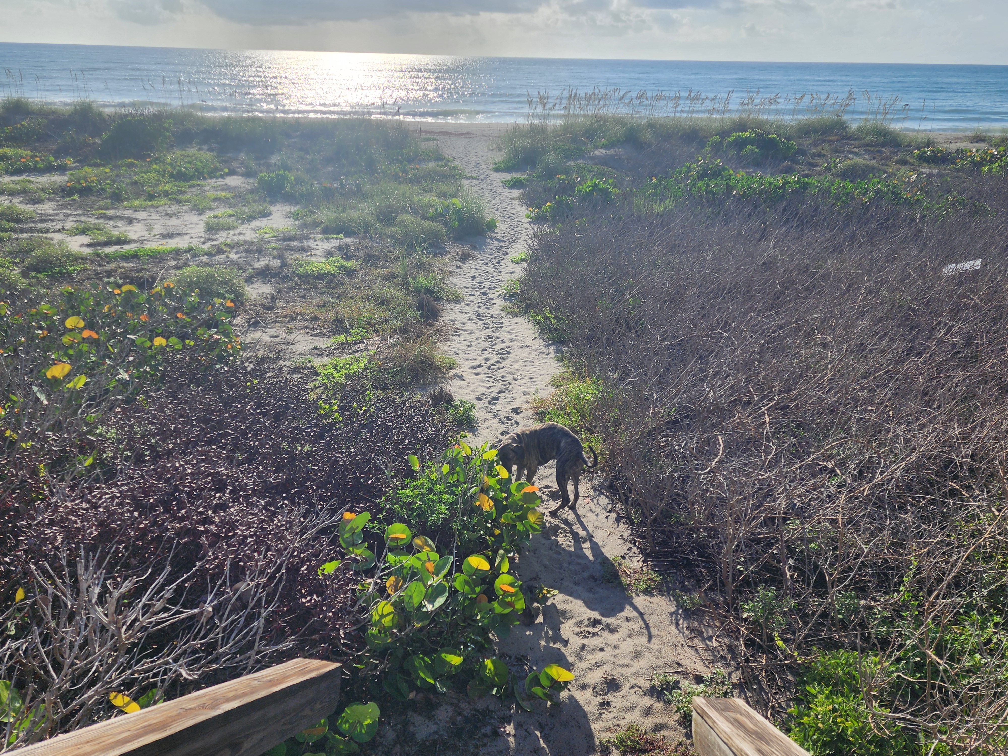 Athena the brindle dog nosing through the sea grape and morning glory on the sandy dune path down to the beach, sun sparkling off the water behind her