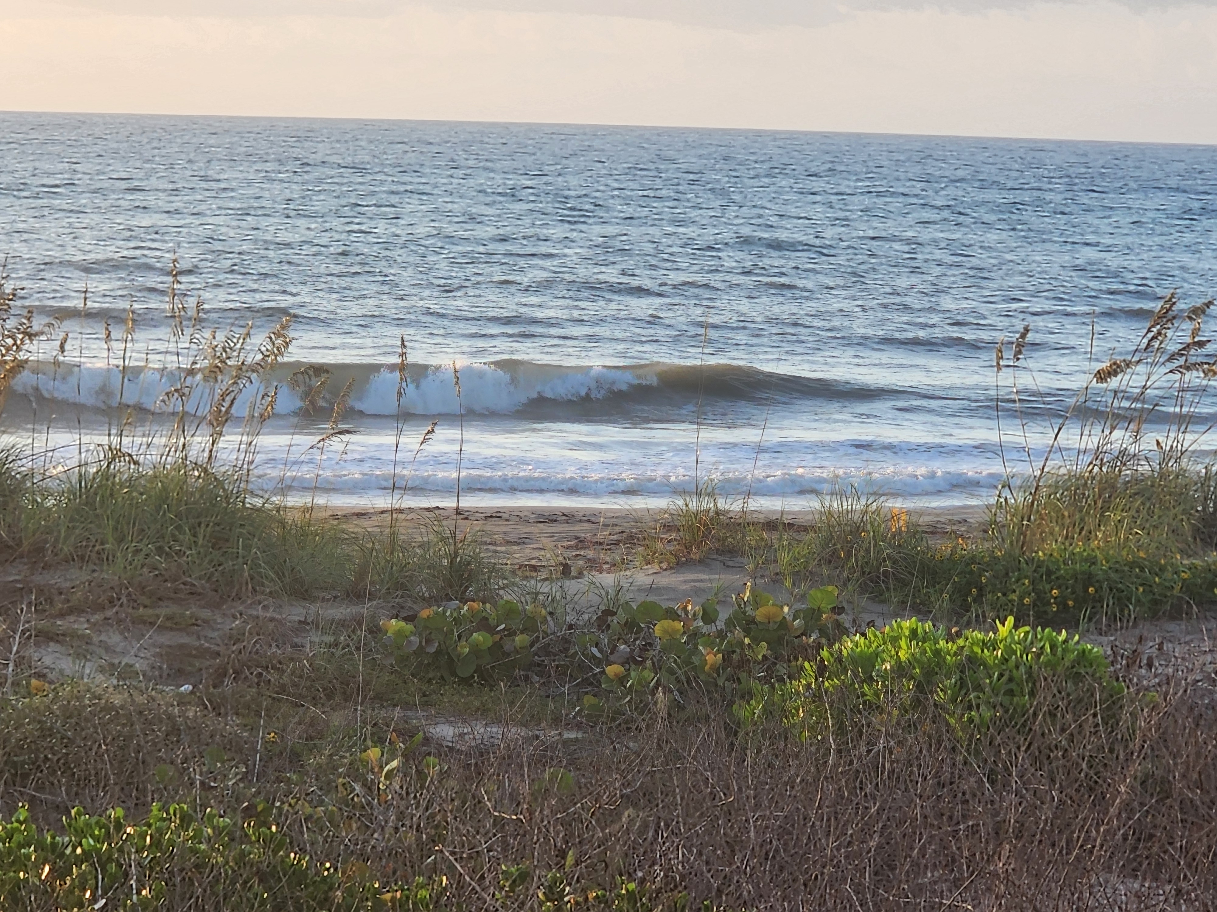 Sea oats and dune vegetation in the foreground frame a clean 2-3' wave peeling across a blue-gray ocean under a hazy morning sky.