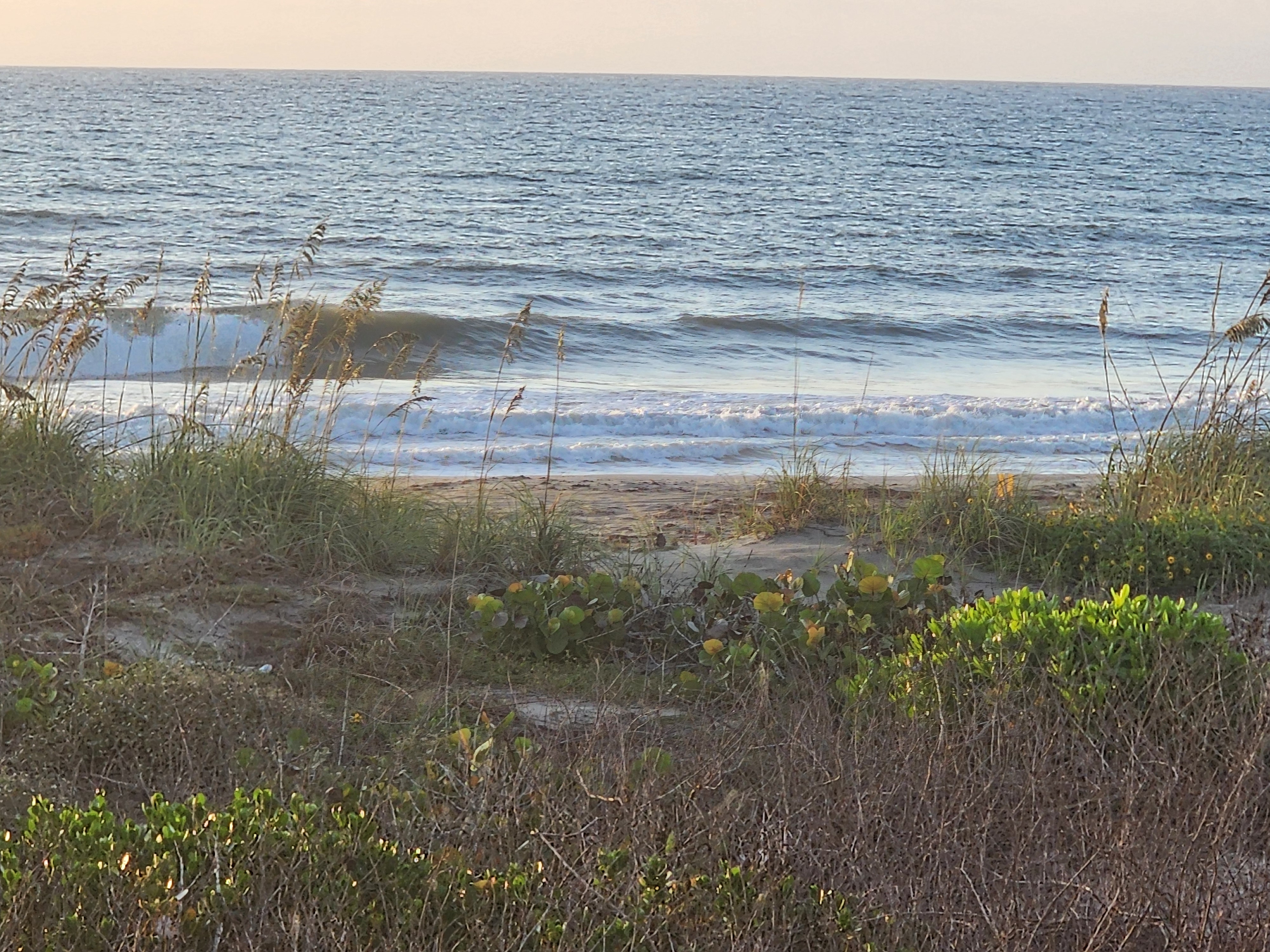 A peeling wave with a workable shoulder lines up beyond the dune grass and sea grape, sandy beach and morning light in view.