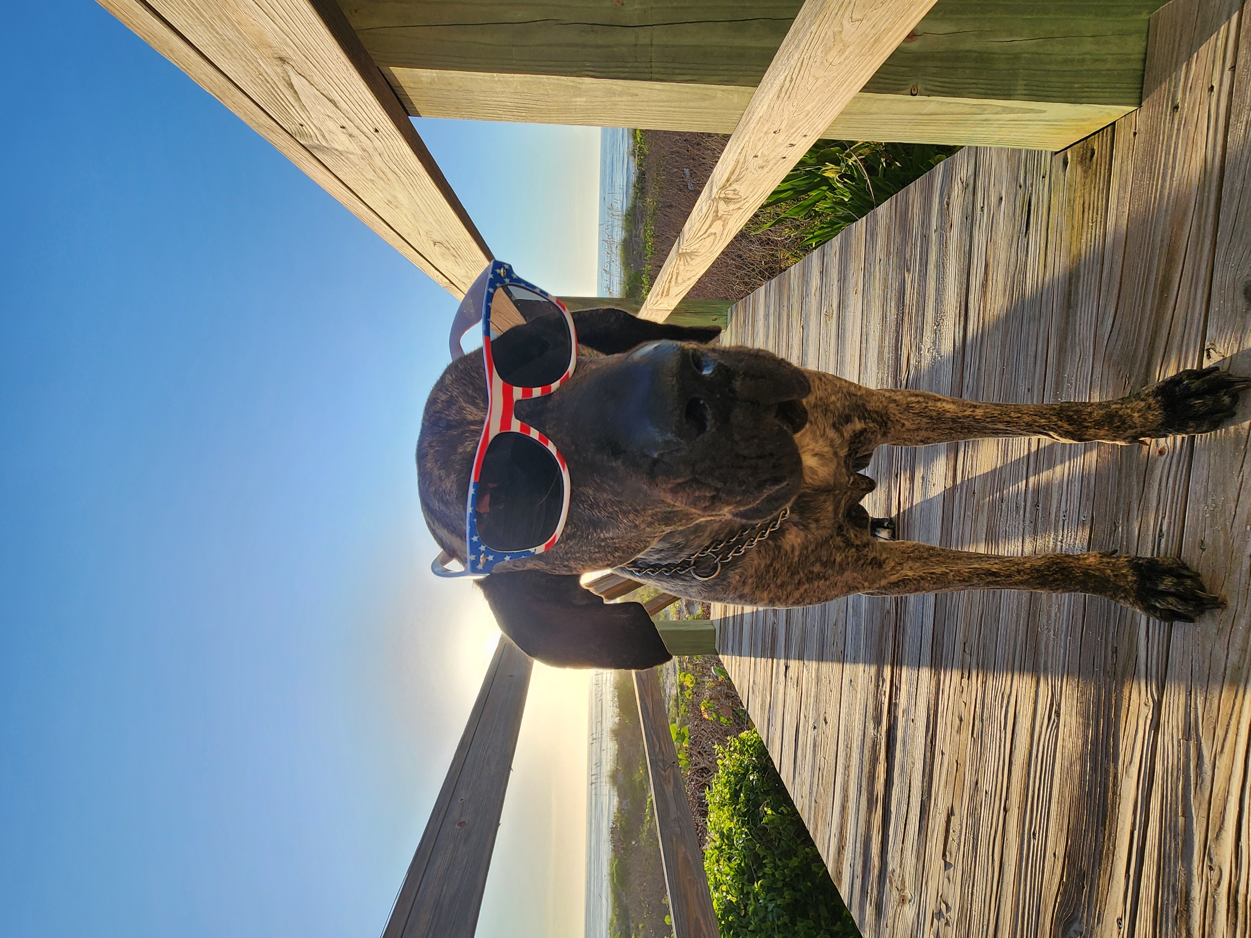 Athena, the resident brindle surf dog, standing on the boardwalk in patriotic American flag sunglasses with the sunrise and ocean behind her.