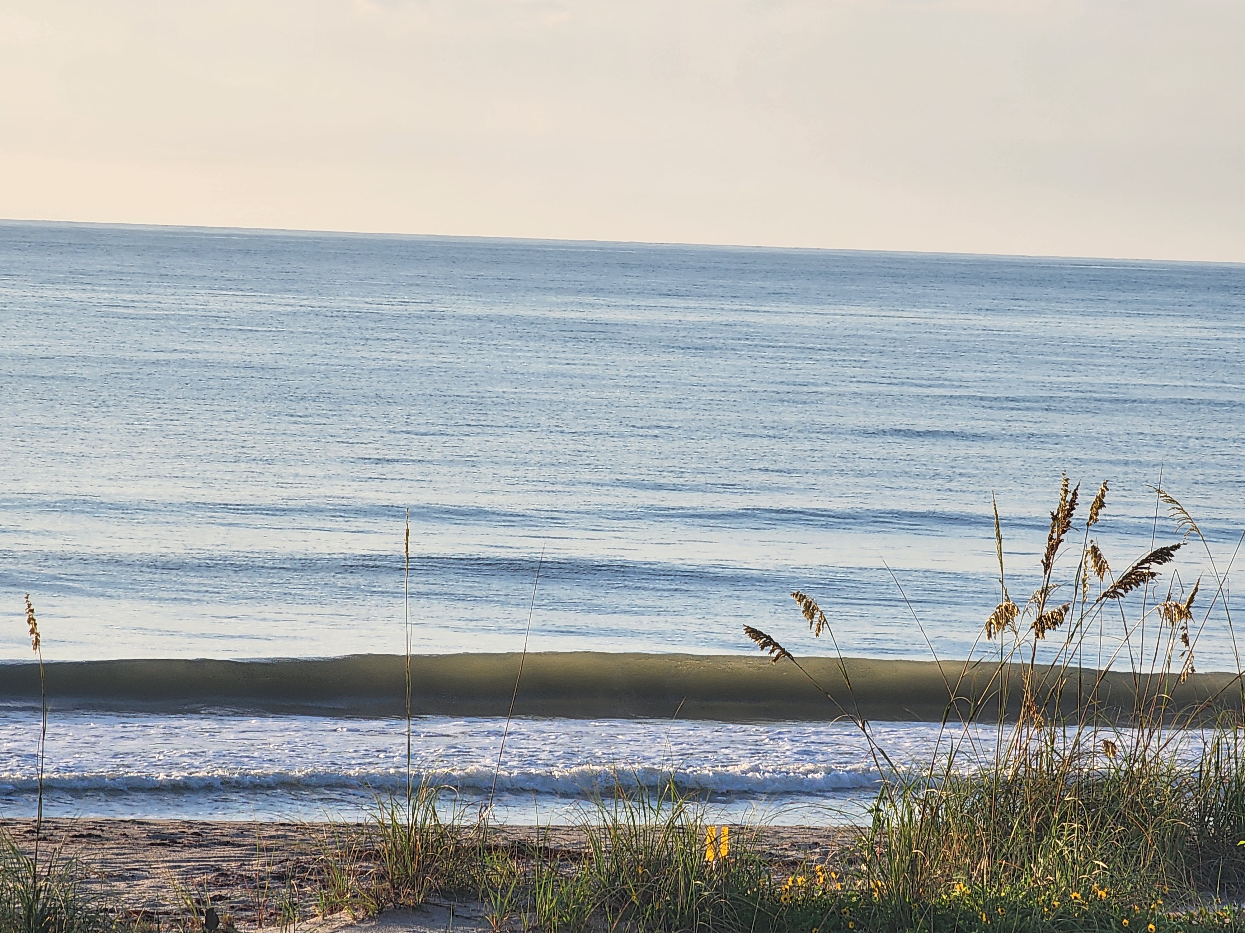 A clean waist-high wave feathering along a sandbar at Picnic Tables in early morning light, framed by golden sea oats and beach sunflowers on the dune.