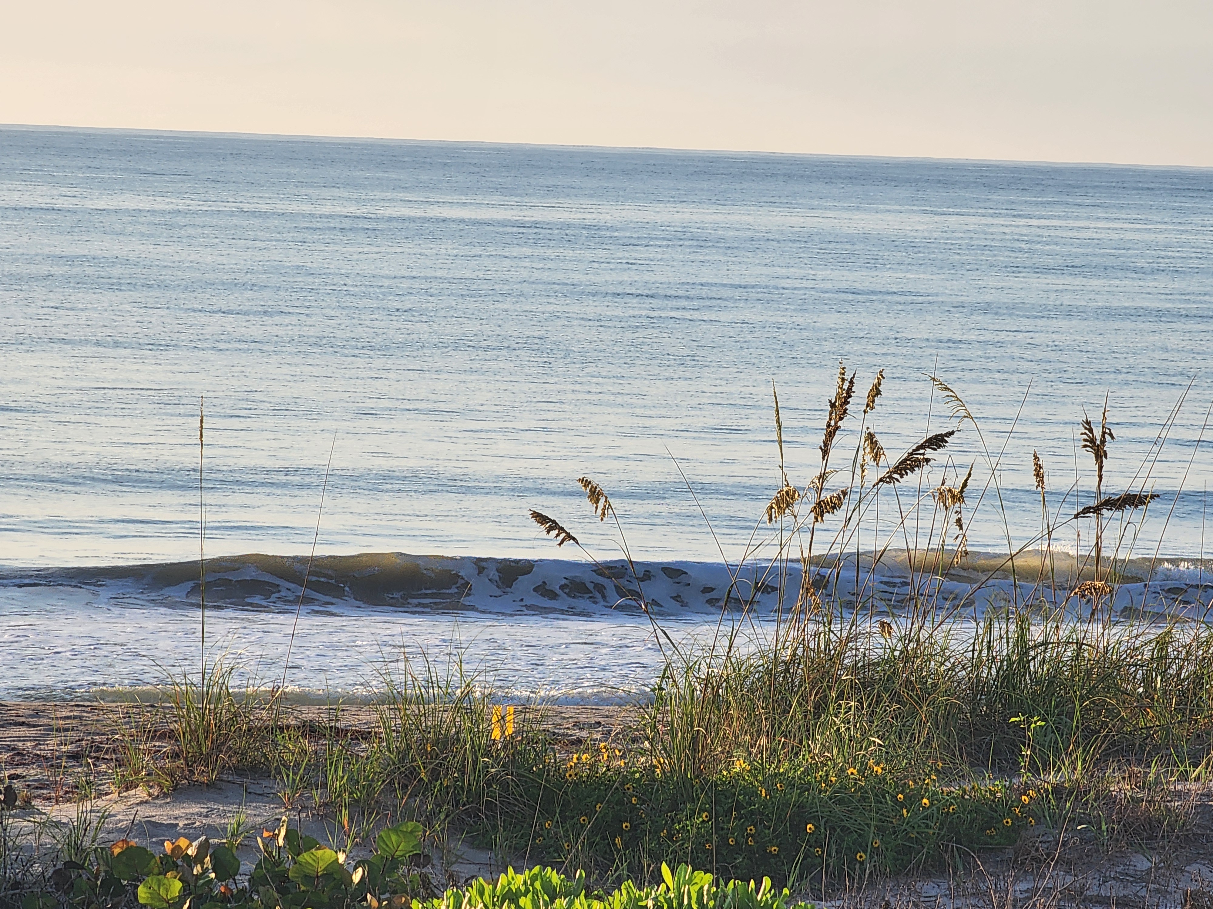 Small glassy wave breaking into whitewater at South Cocoa Beach, with sea oats, dune grass, and yellow beach sunflowers in the foreground.