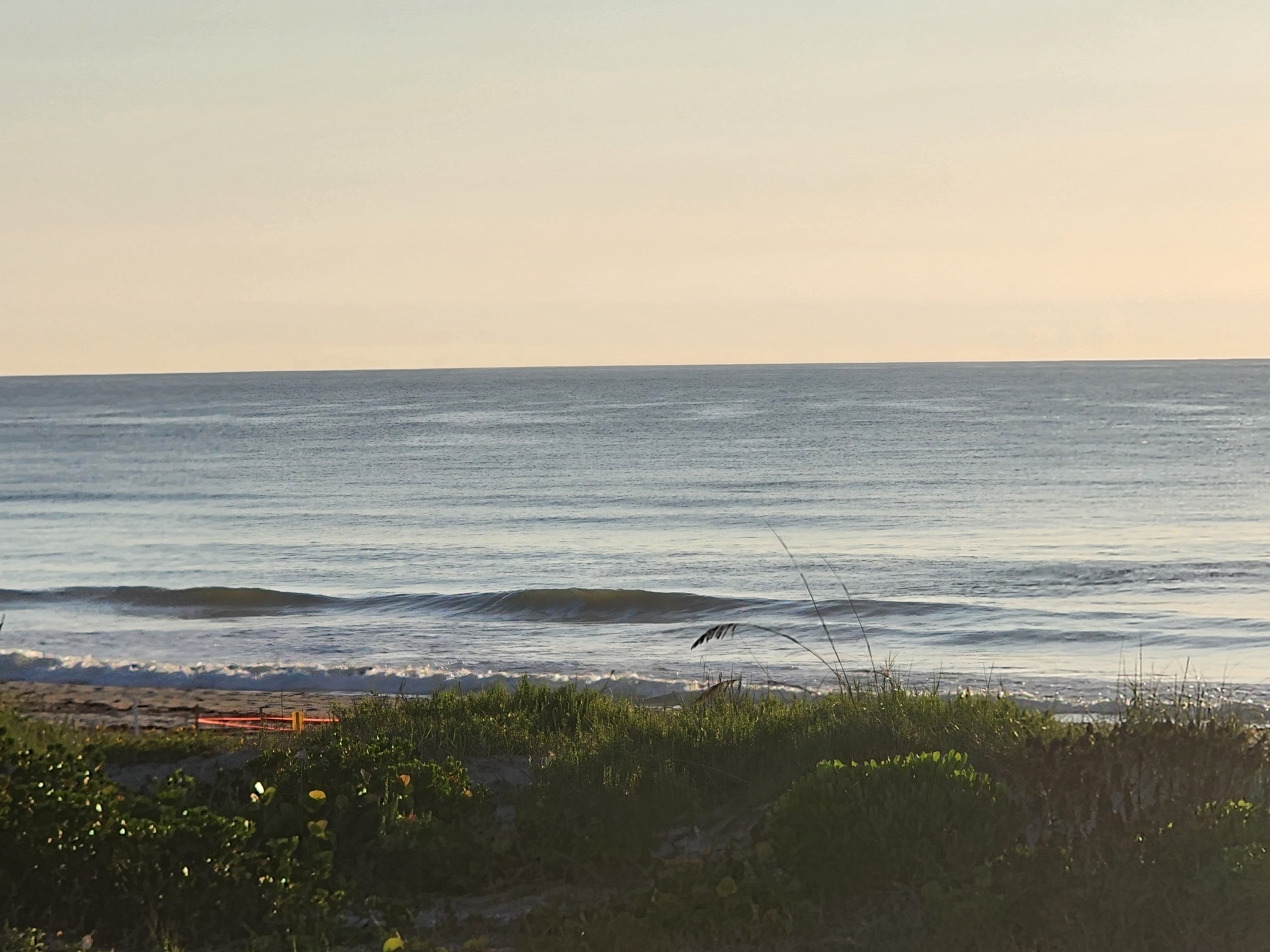 Soft pastel morning sky over a small peeling wave at the shoreline, with sea grape and dune vegetation in the foreground and a turtle nest stake visible on the sand.