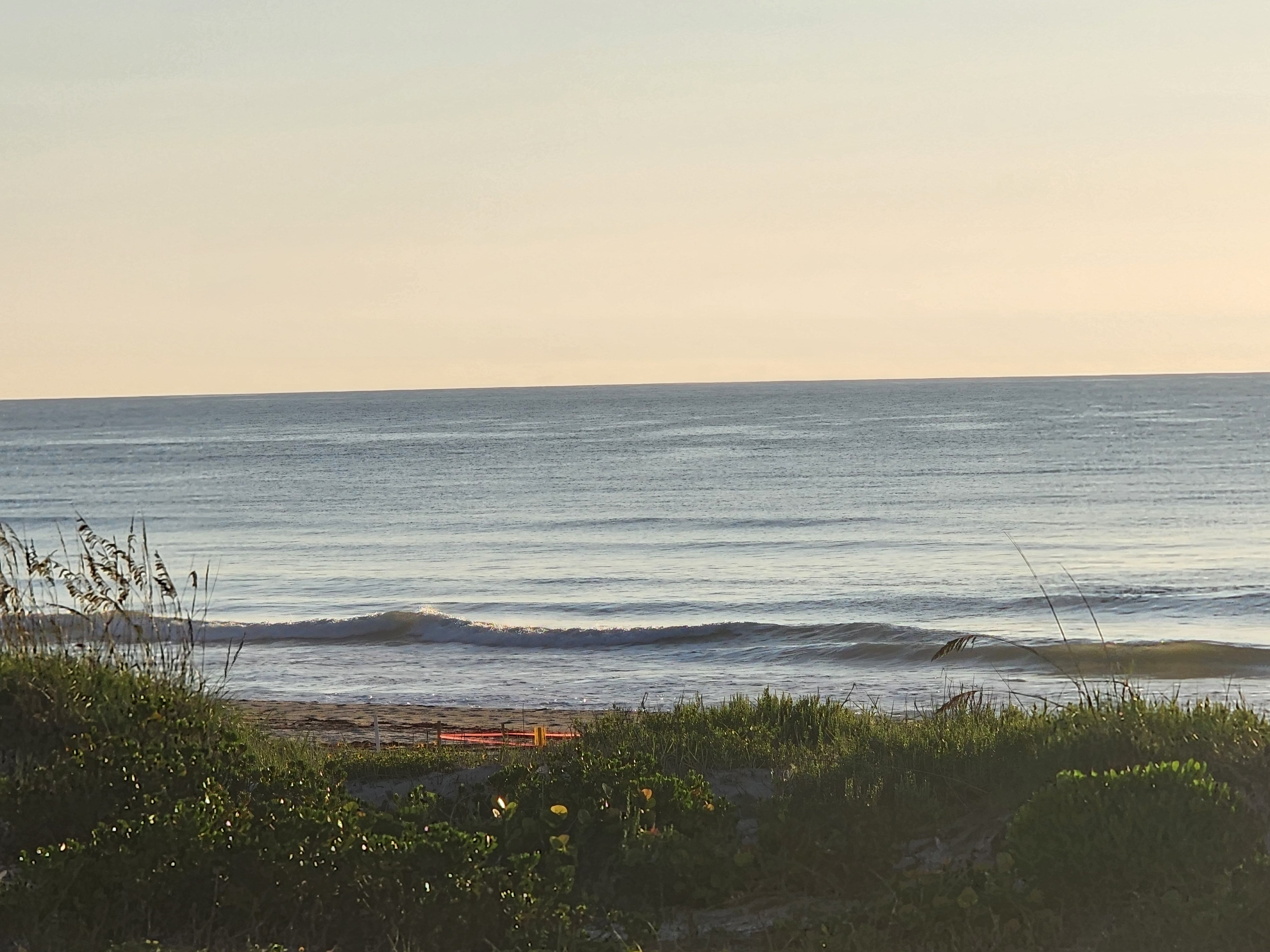 Wide view of gentle 1-2 foot surf rolling in under a peachy sunrise sky, dune plants and sea grapes lining the foreground.