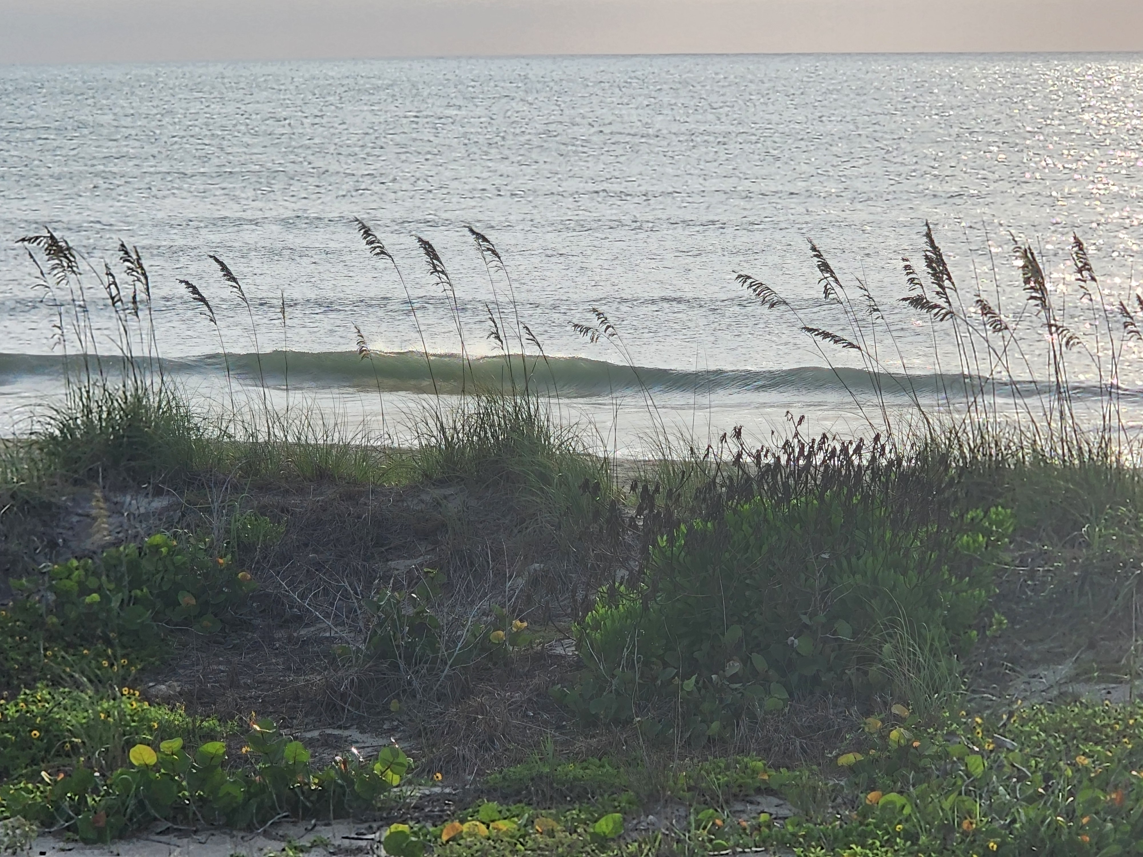 Small trace-swell wave peeling along the sandbar at Picnic Tables in soft morning light, framed by backlit sea oats and dune vegetation with yellow beach sunflowers.