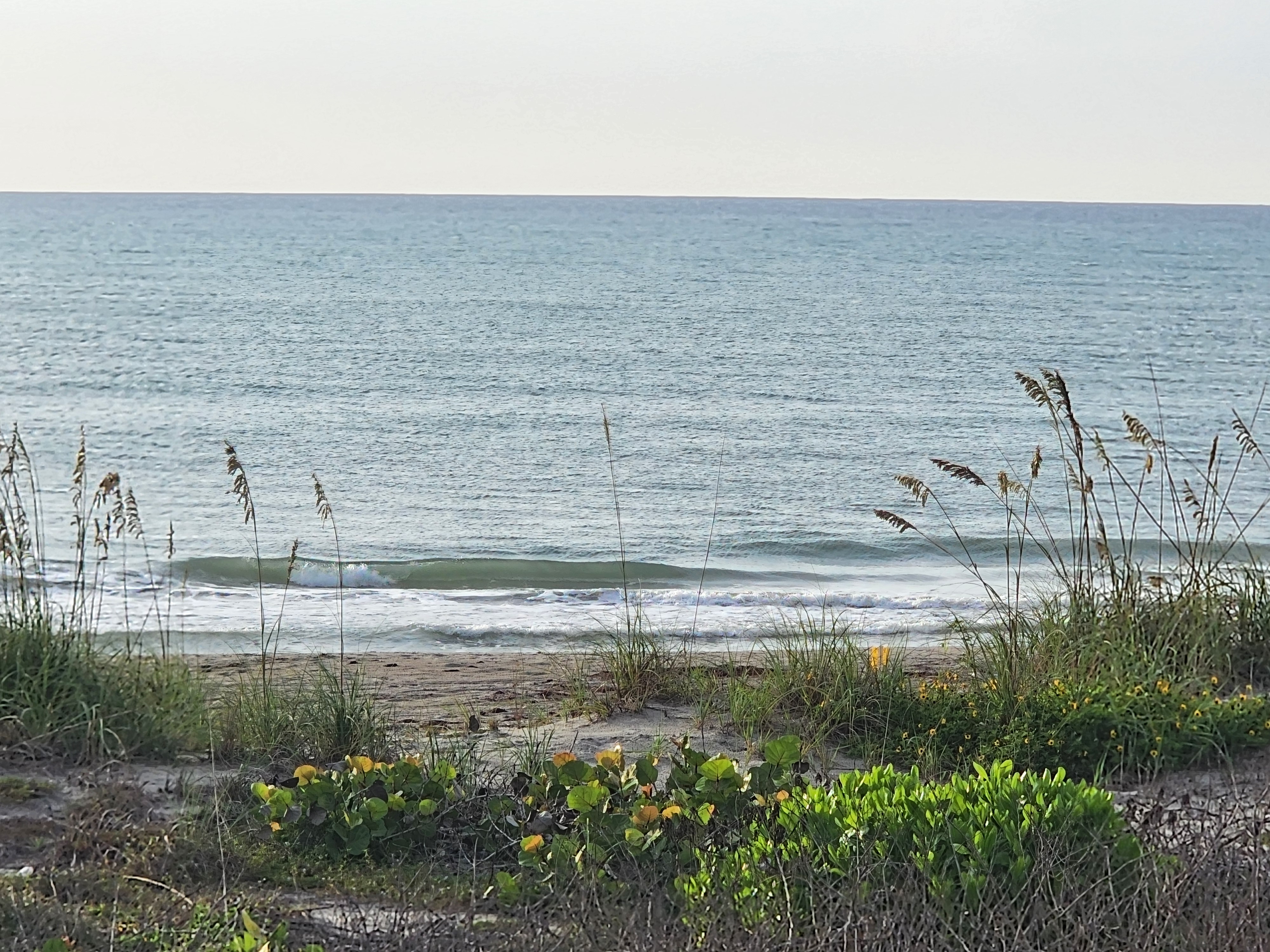 Gentle knee-high wave breaking into whitewater at South Cocoa Beach, with sea oats, dune grass, sea grapes, and beach sunflowers in the foreground.